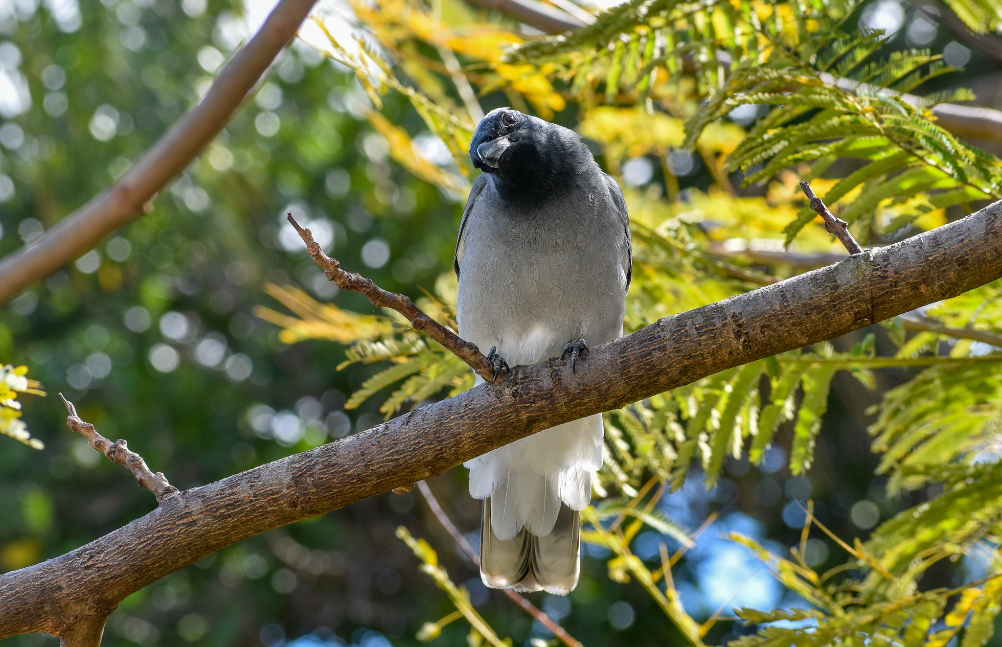 Black-faced Cuckoo-shrike