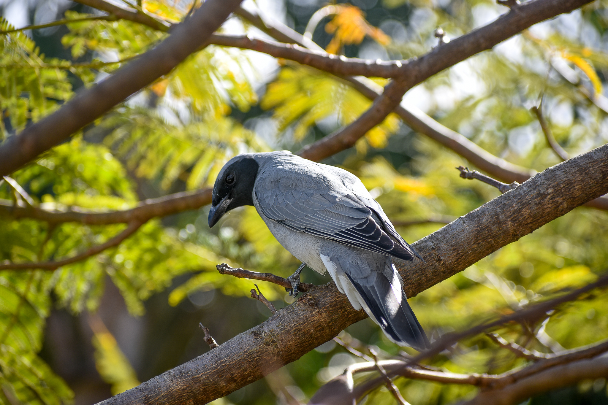 Black-faced Cuckoo-shrike