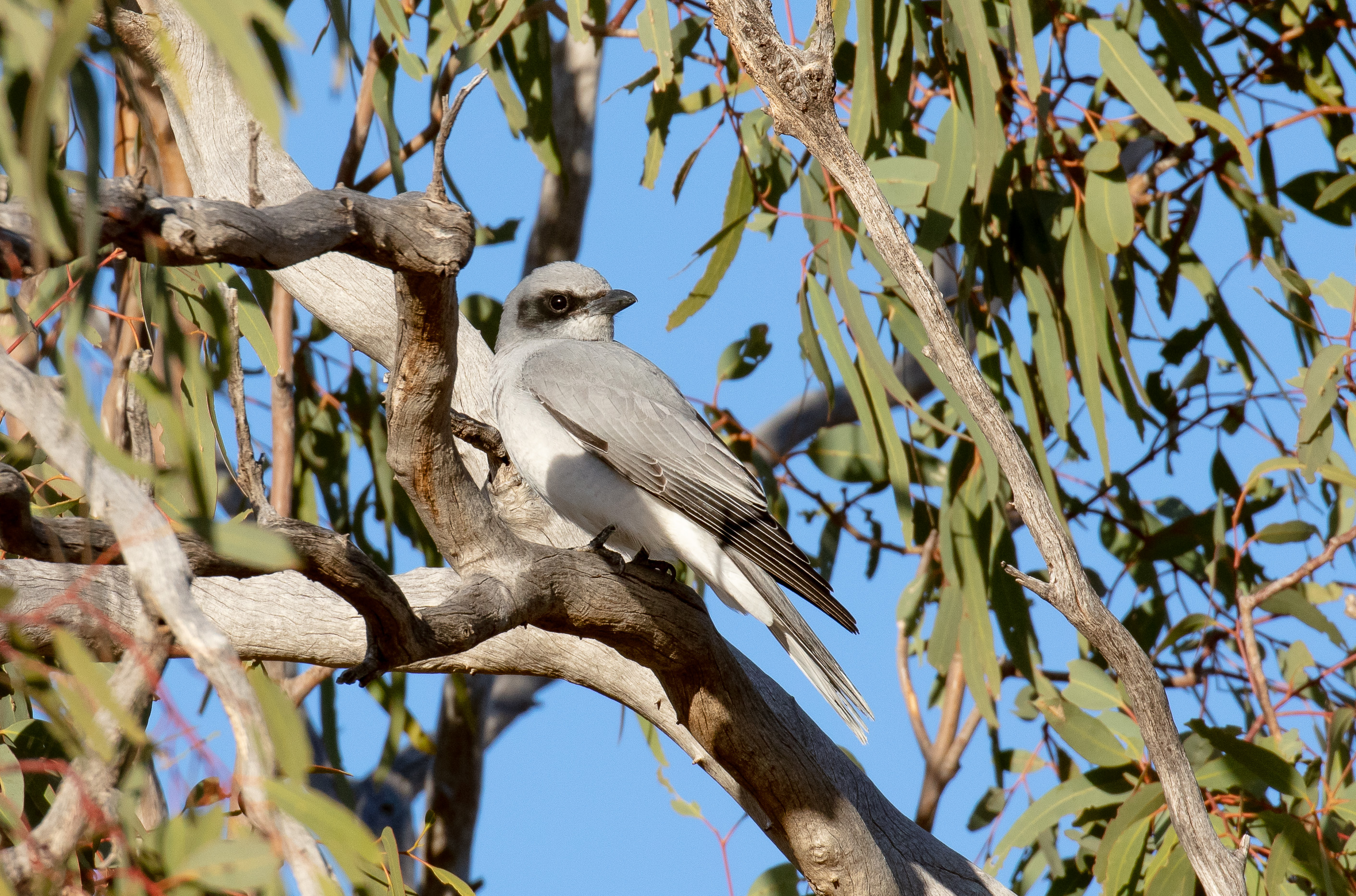 Black-faced Cuckoo-shrike