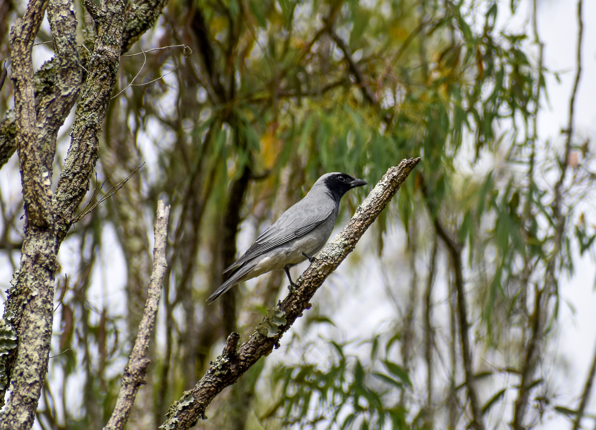 Black-faced Cuckoo-Shrike