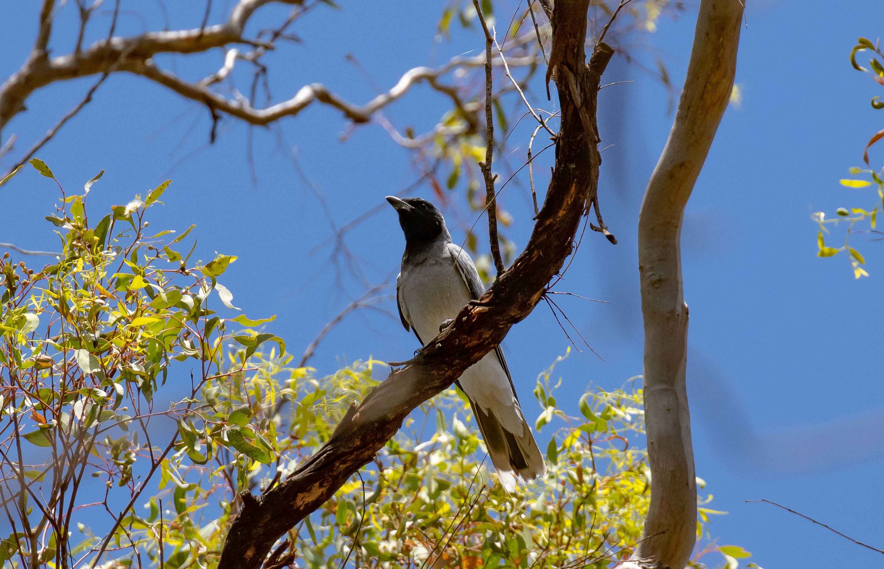 Black-faced Cuckoo-shrike