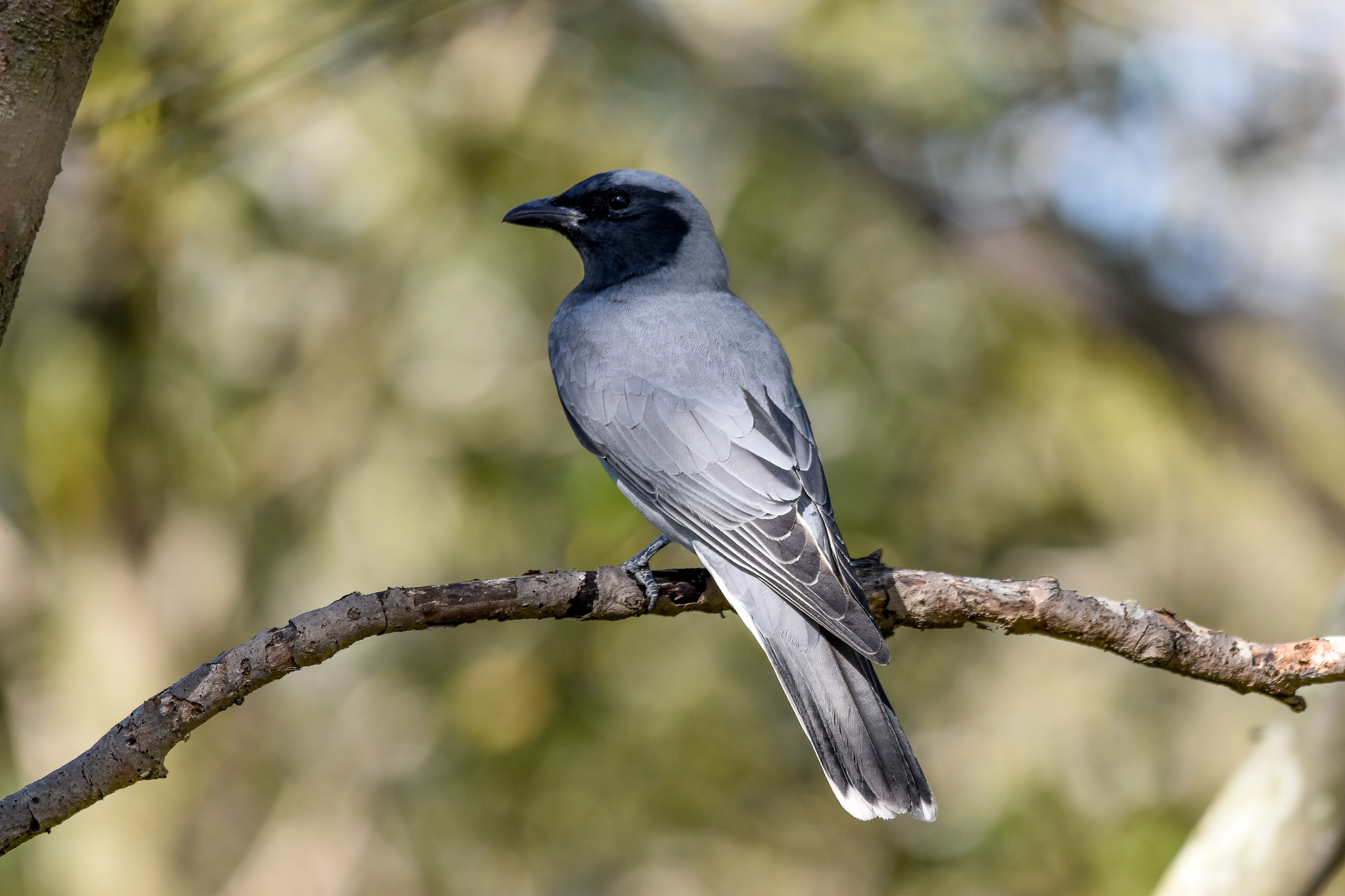Black-faced Cuckoo-shrike