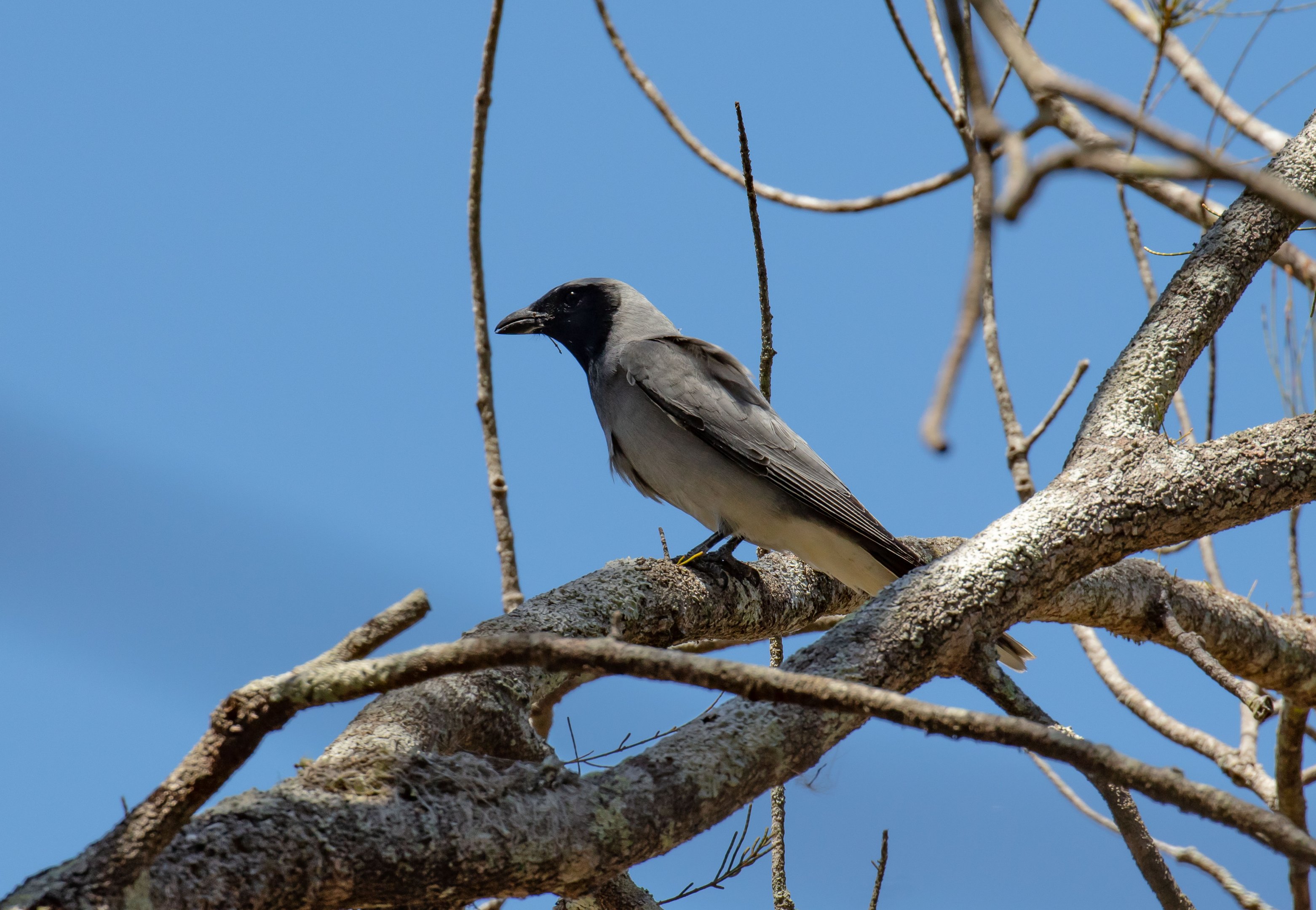 Black-faced Cuckoo-shrike