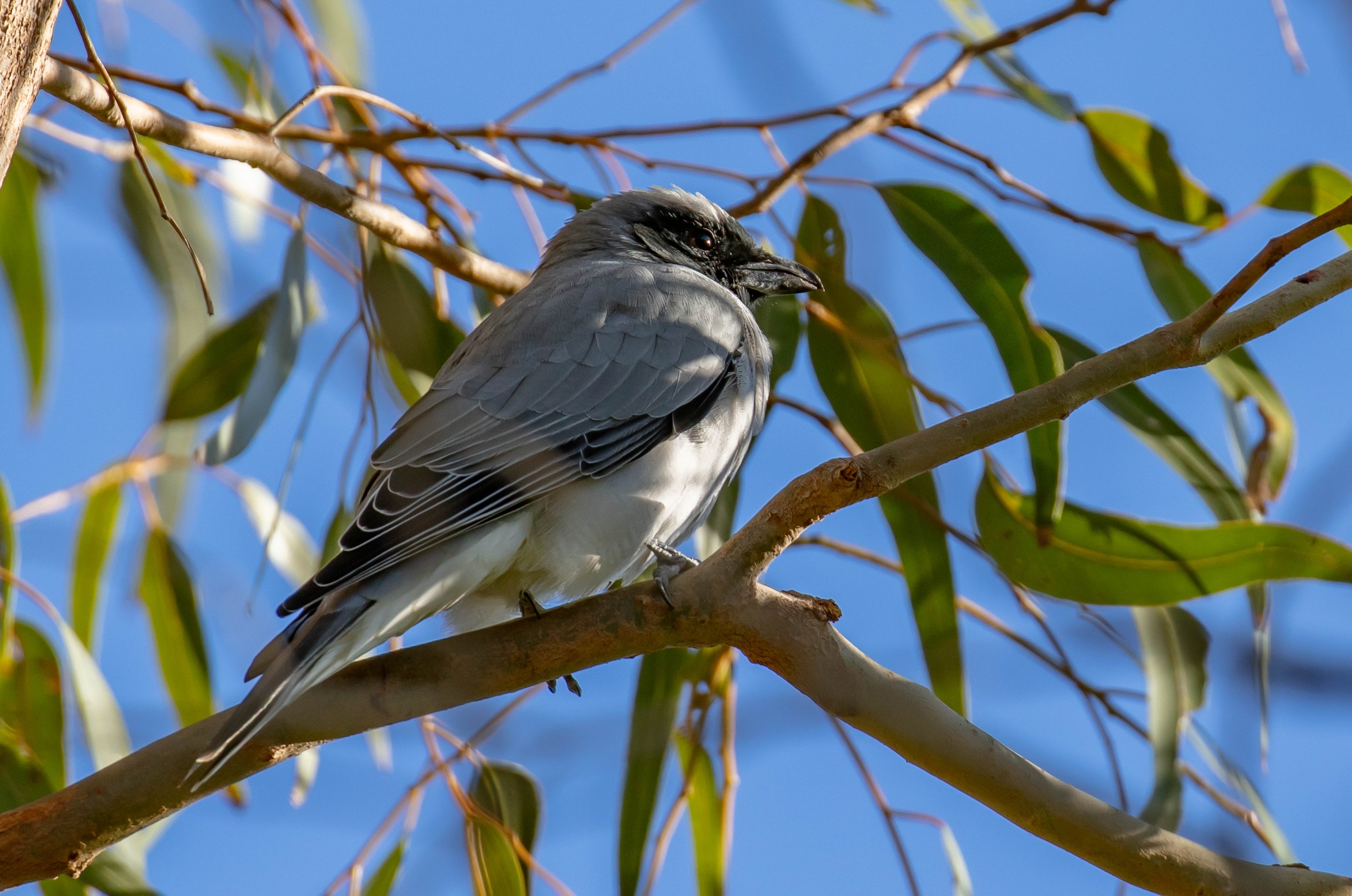 Black-faced Cuckoo-shrike
