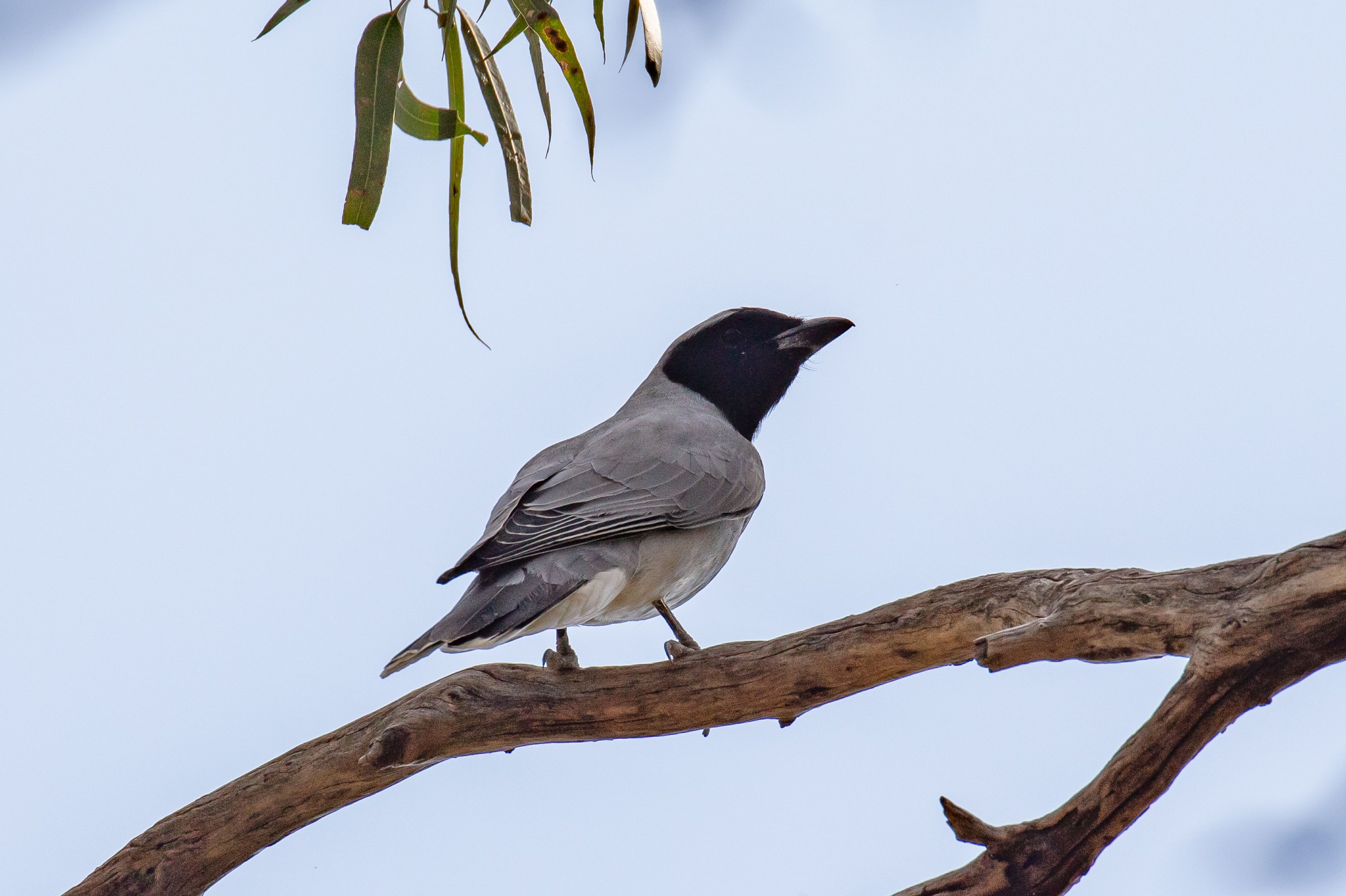 Black-faced Cuckoo-shrike