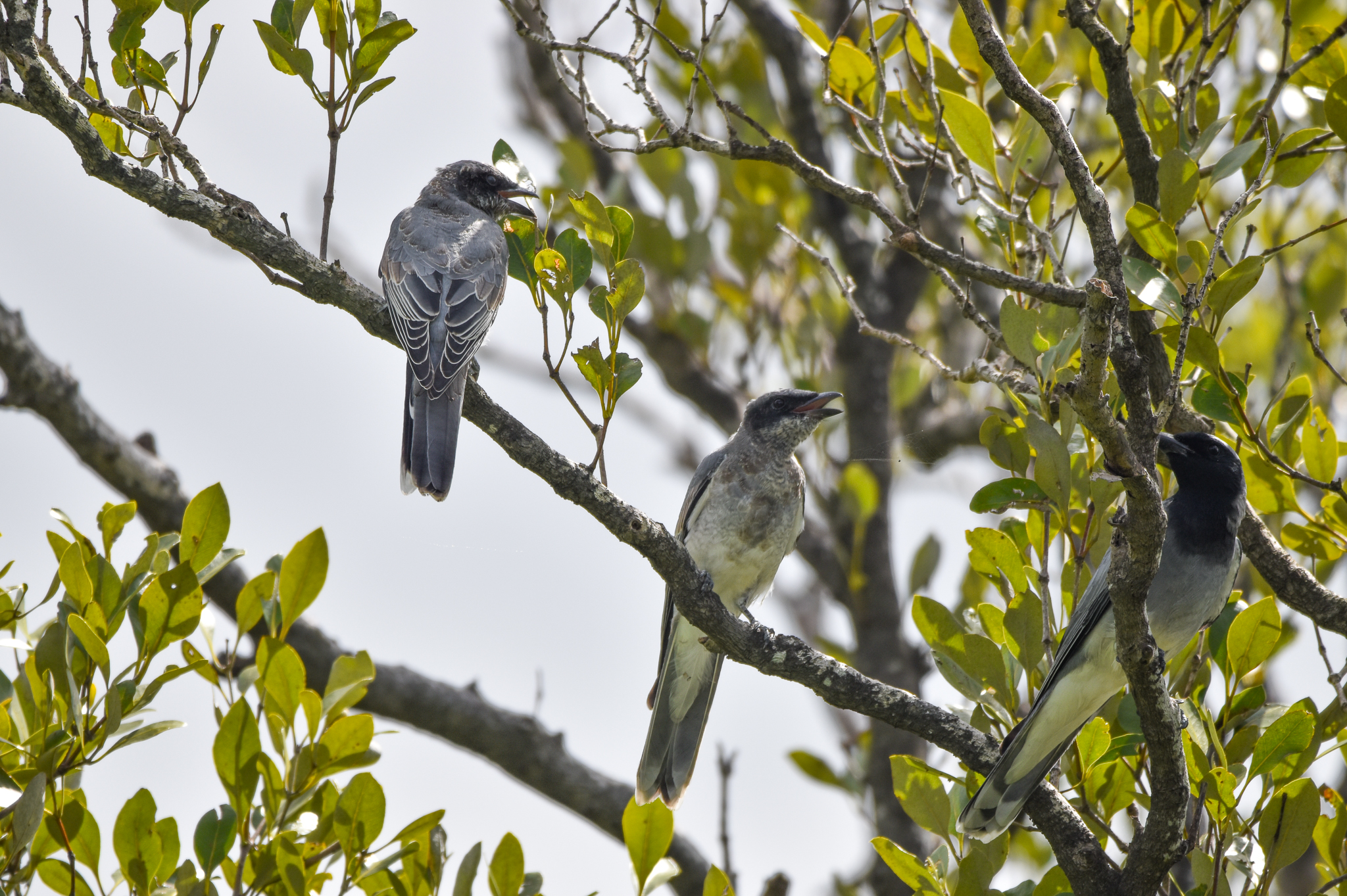 Black-faced Cuckoo-shrike