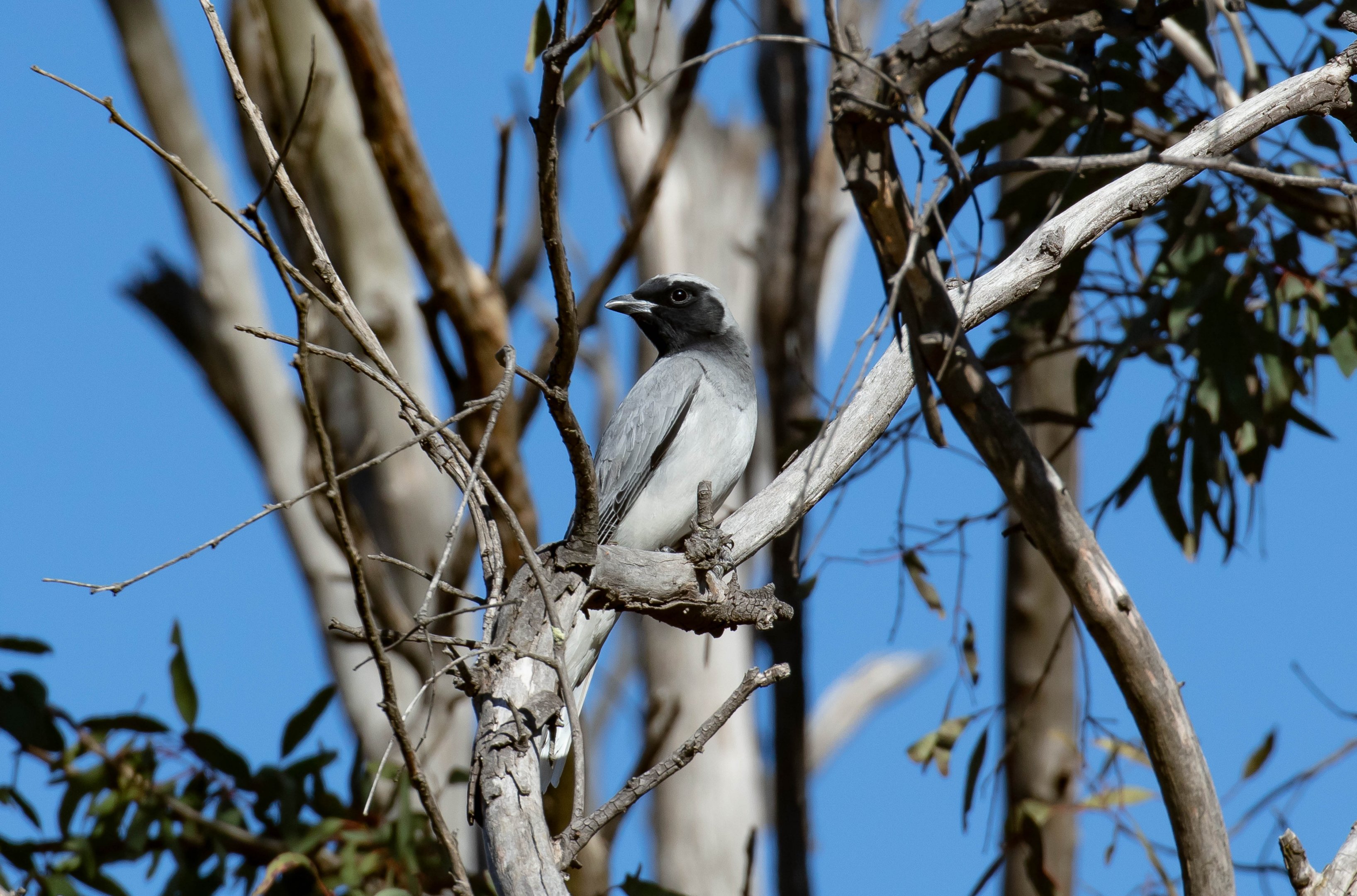 Black-faced Cuckoo-shrike