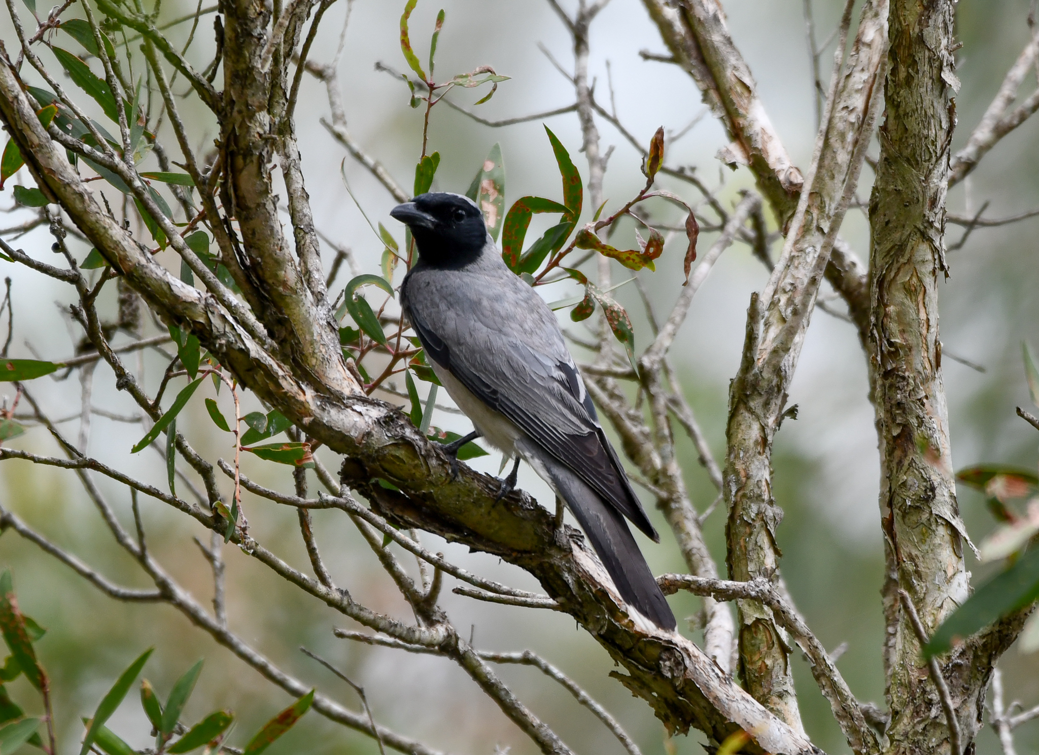 Black-faced Cuckoo-shrike