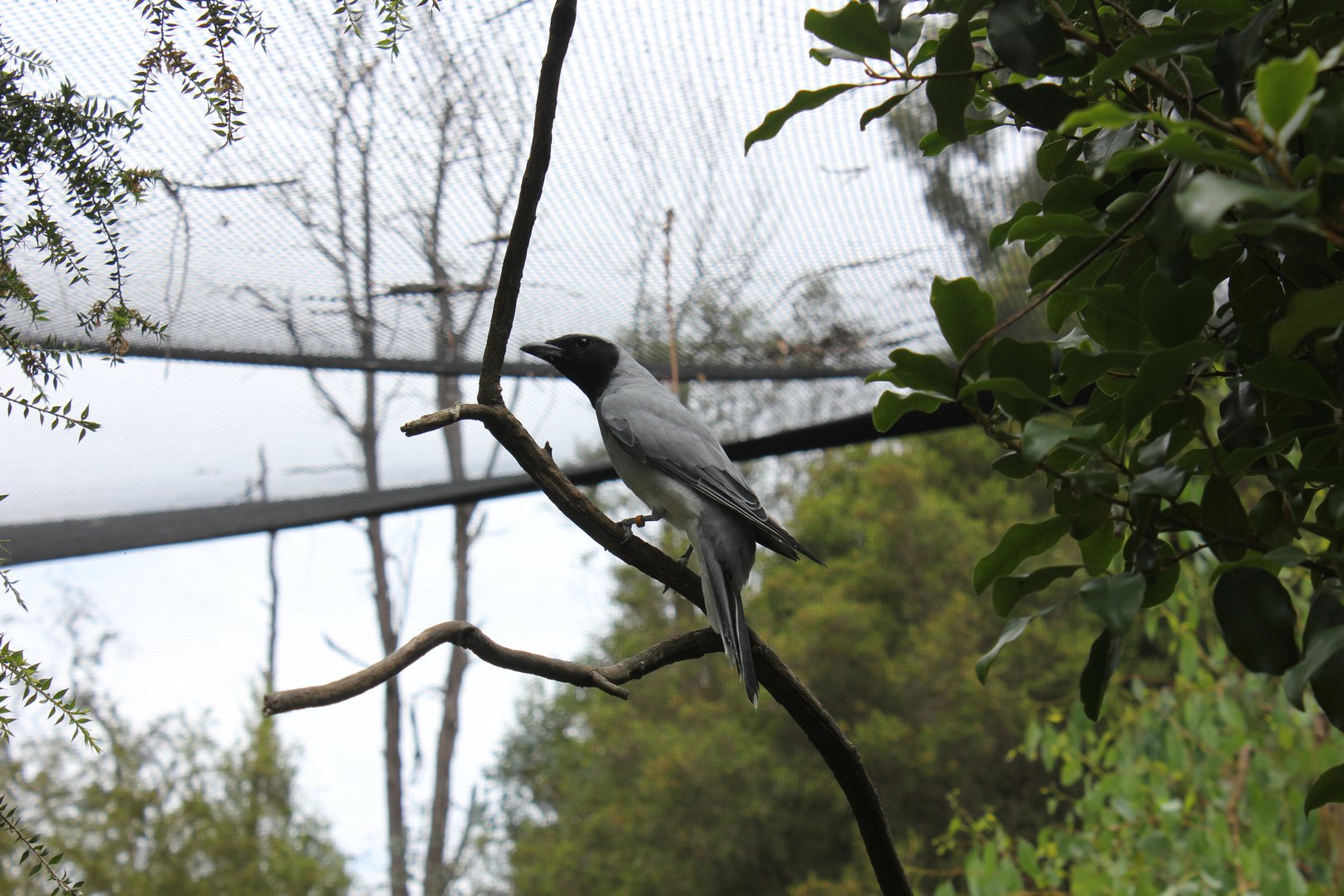 Black-faced Cuckooshrike (Coracina novaehollandiae)