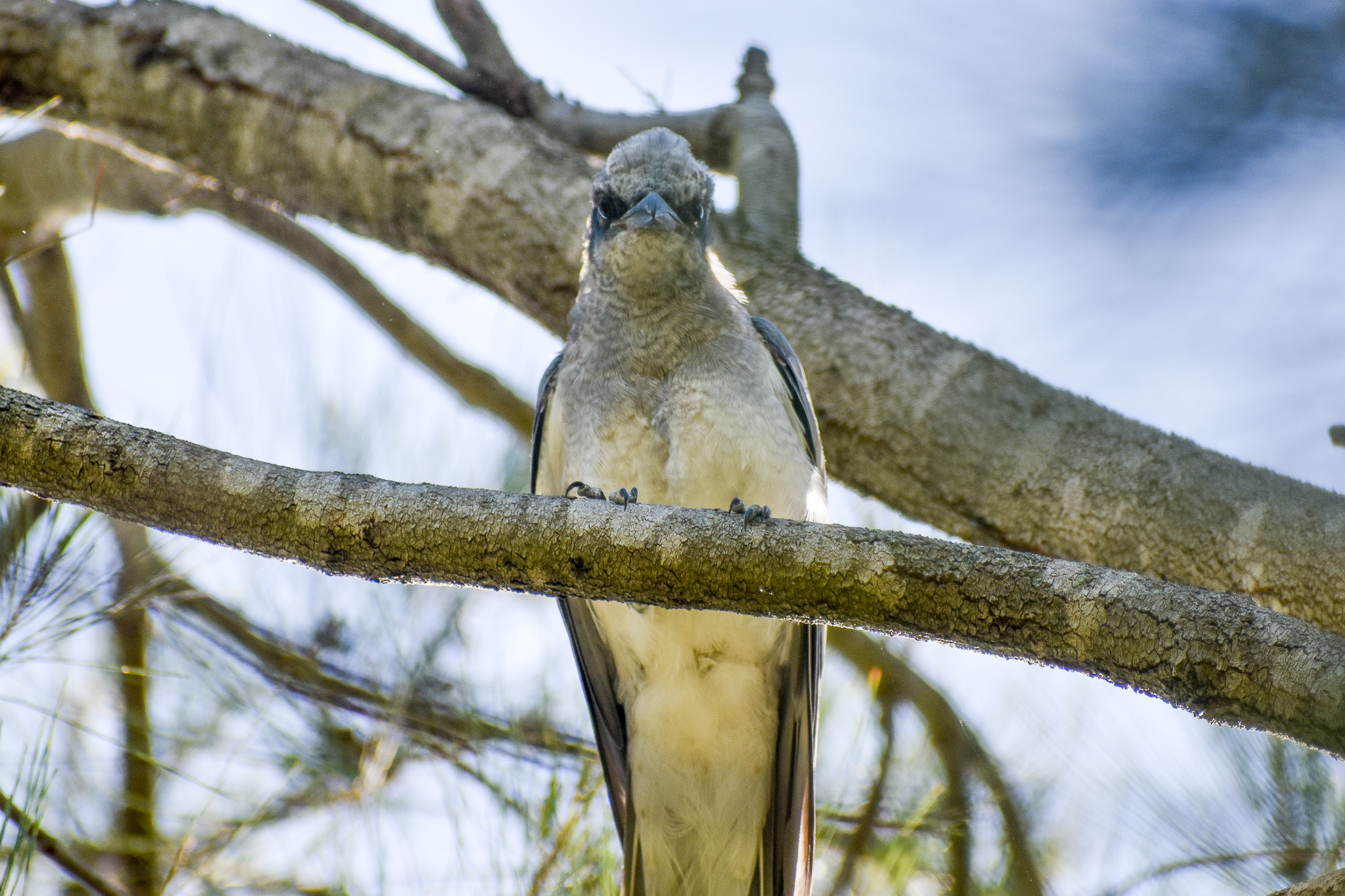 Black-faced Cuckooshrike (Coracina novaehollandiae)