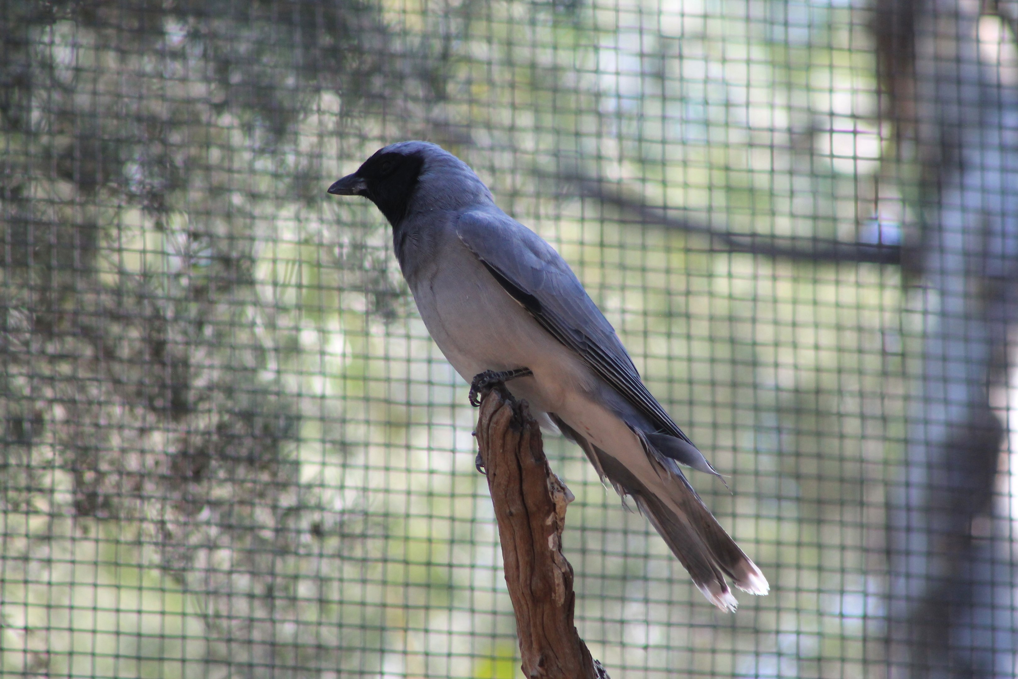 Black-faced Cuckooshrike (Coracina novaehollandiae)