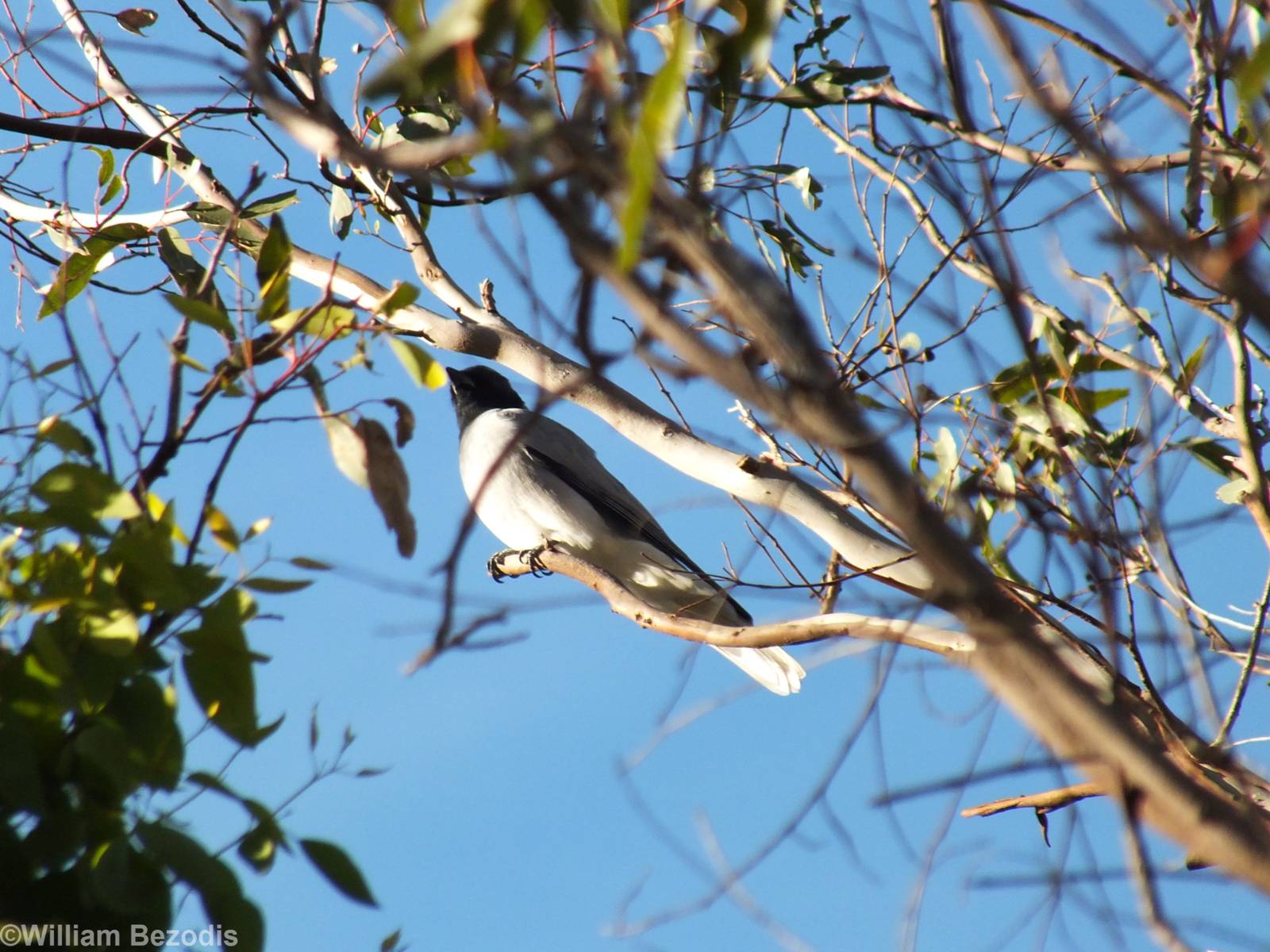 Black-faced Cuckooshrike