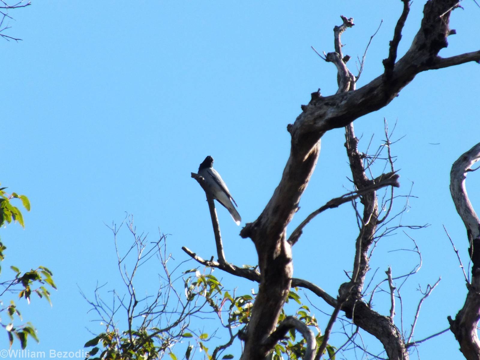 Black-faced Cuckooshrike
