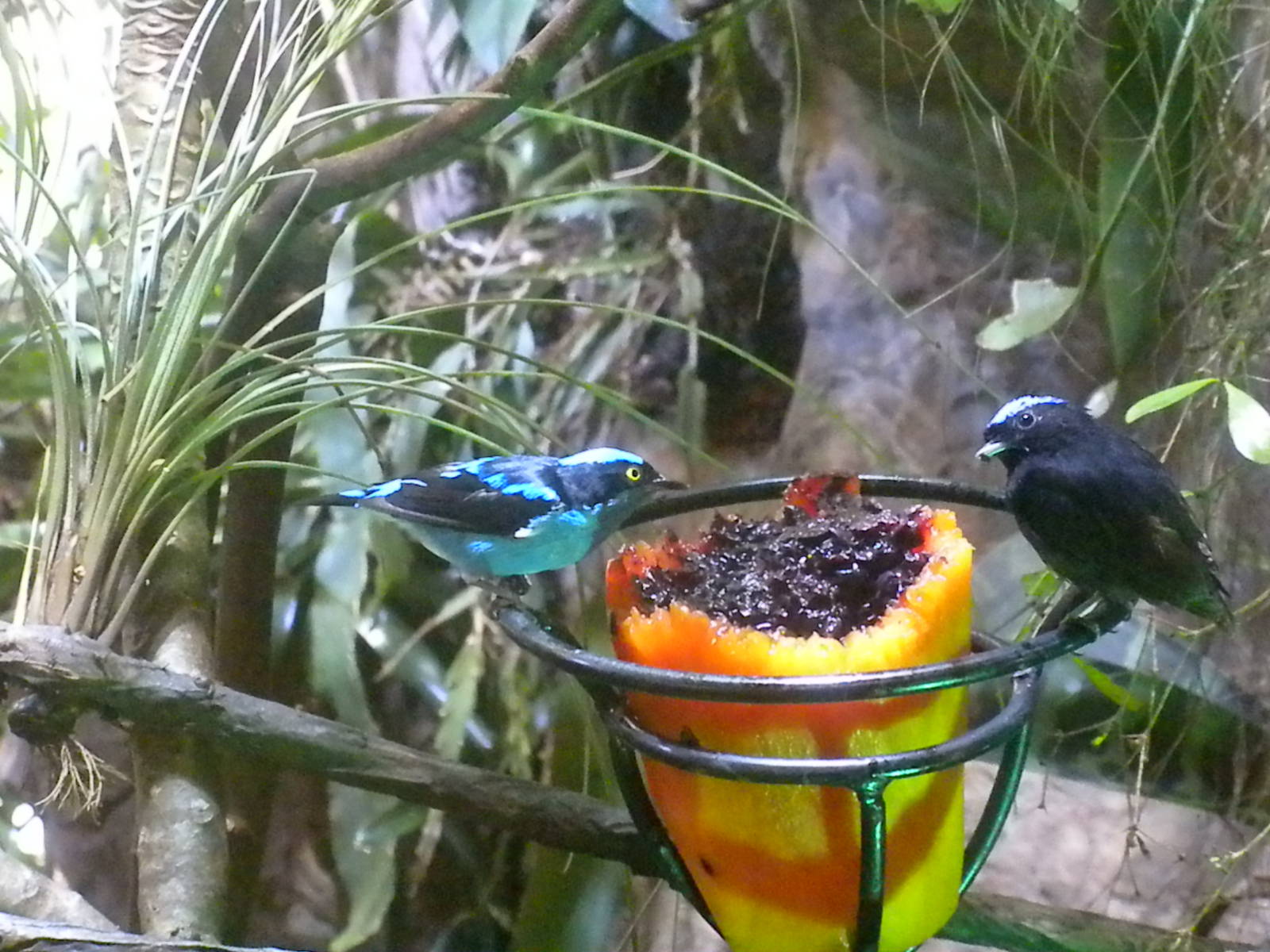 Black-faced Dacnis and Blue-crowned manakin