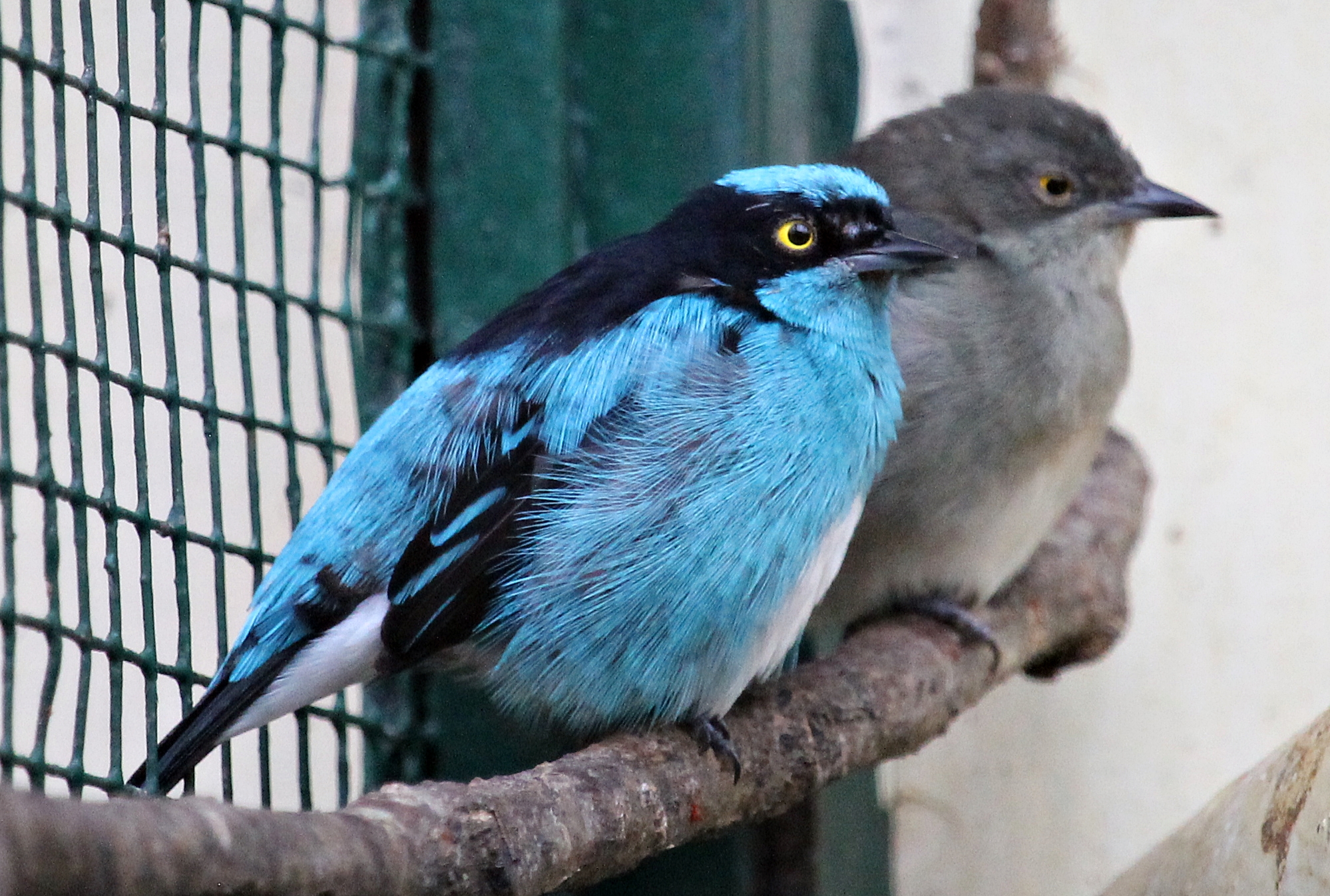 Black-faced dacnis (Dacnis lineata) - Pukara