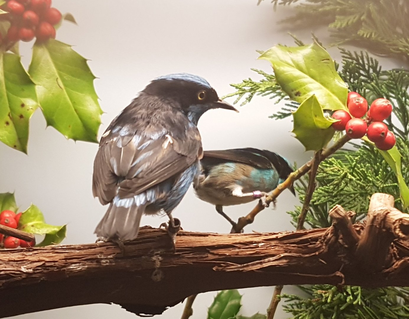 Black-faced dacnis - Dacnis lineata