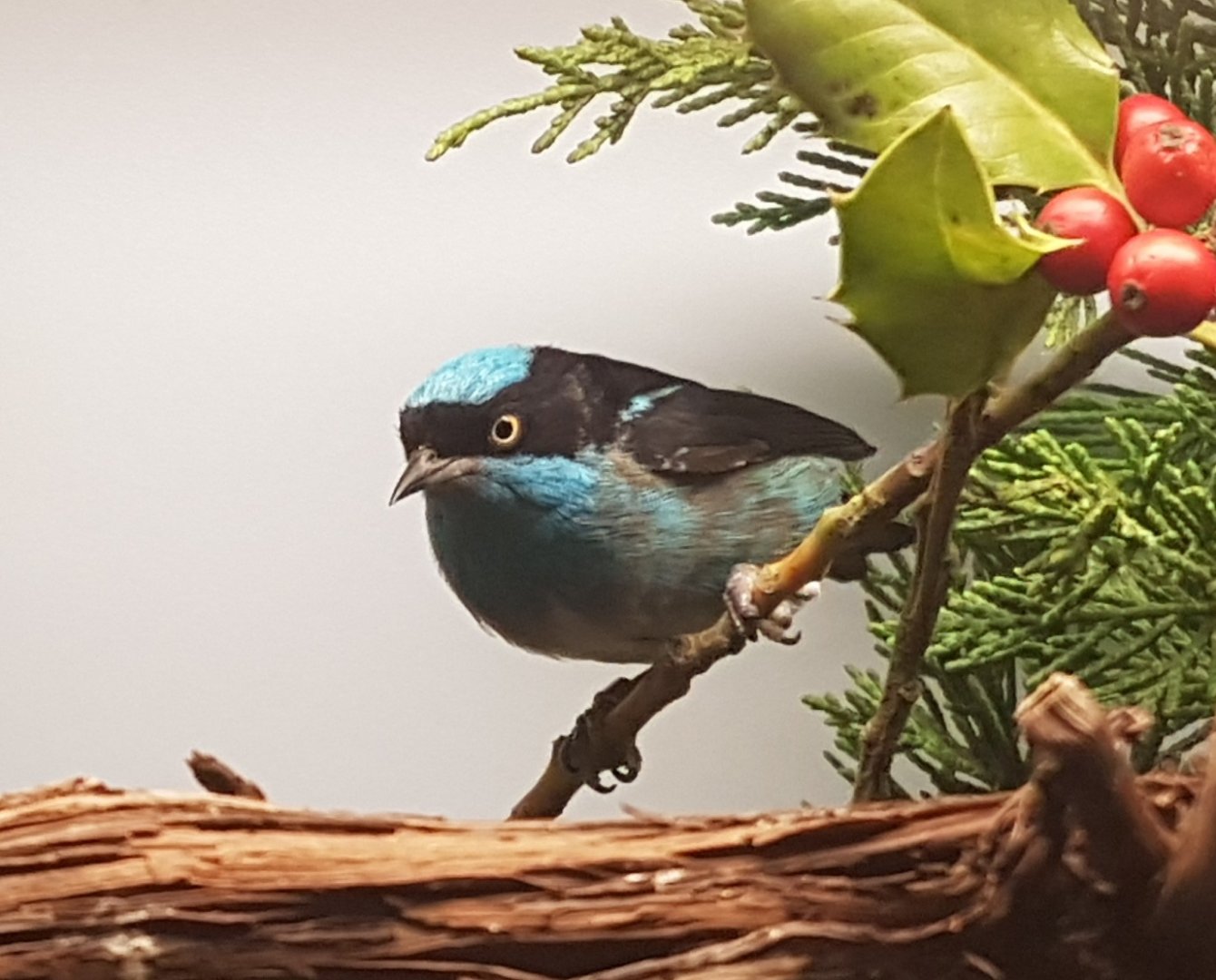Black-faced dacnis - Dacnis lineata