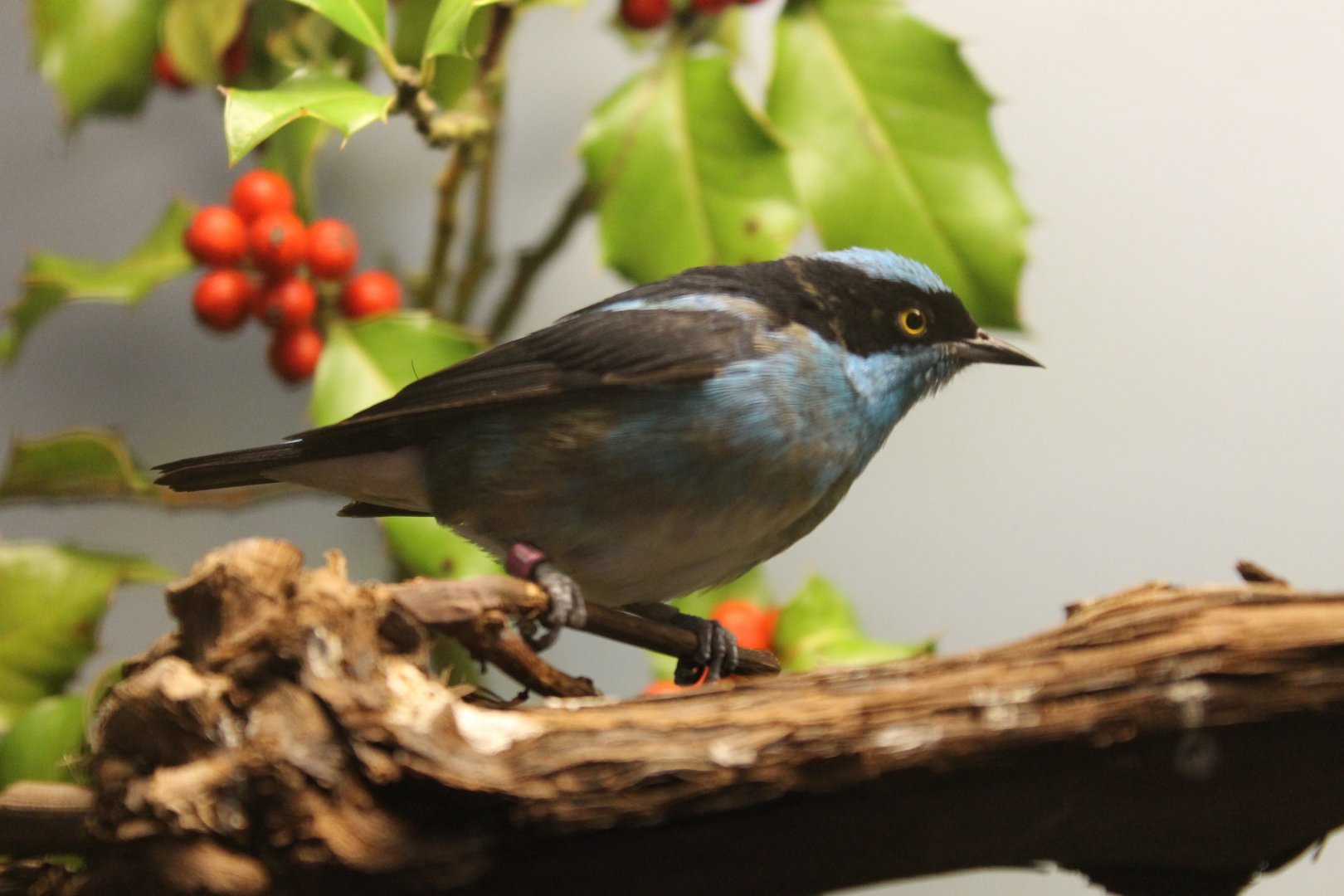 Black-faced dacnis - Dacnis lineata