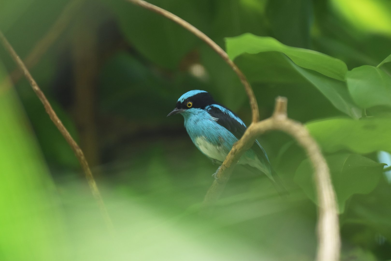 Black-faced dacnis (Dacnis lineata)