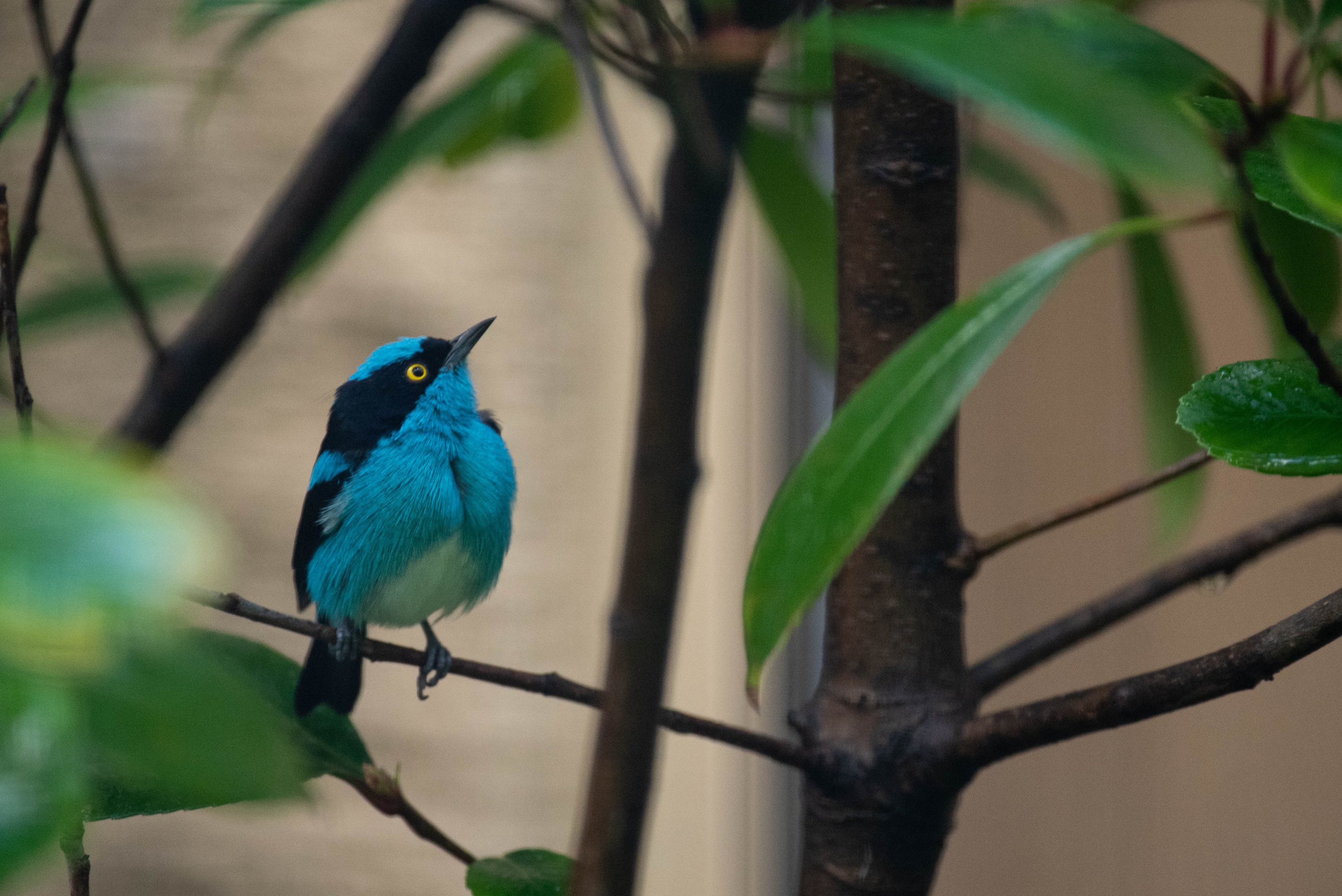 Black-faced dacnis - Dacnis lineata