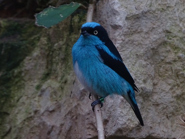 Black-faced dacnis (Dacnis lineata)