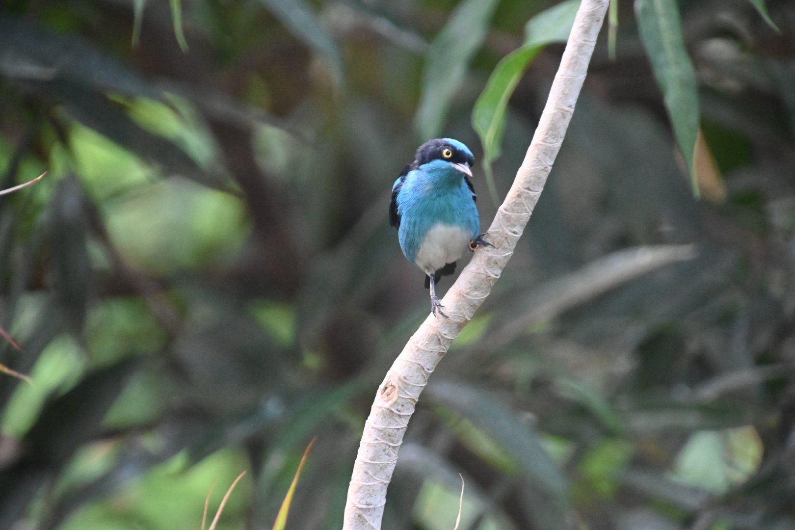 Black-faced dacnis (Dacnis lineata)