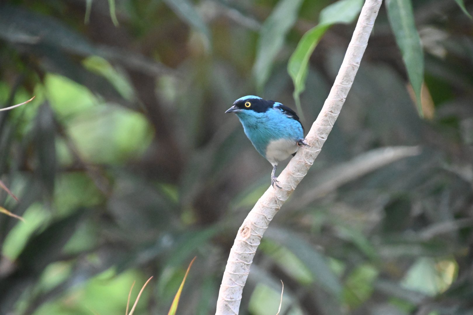 Black-faced dacnis (Dacnis lineata)