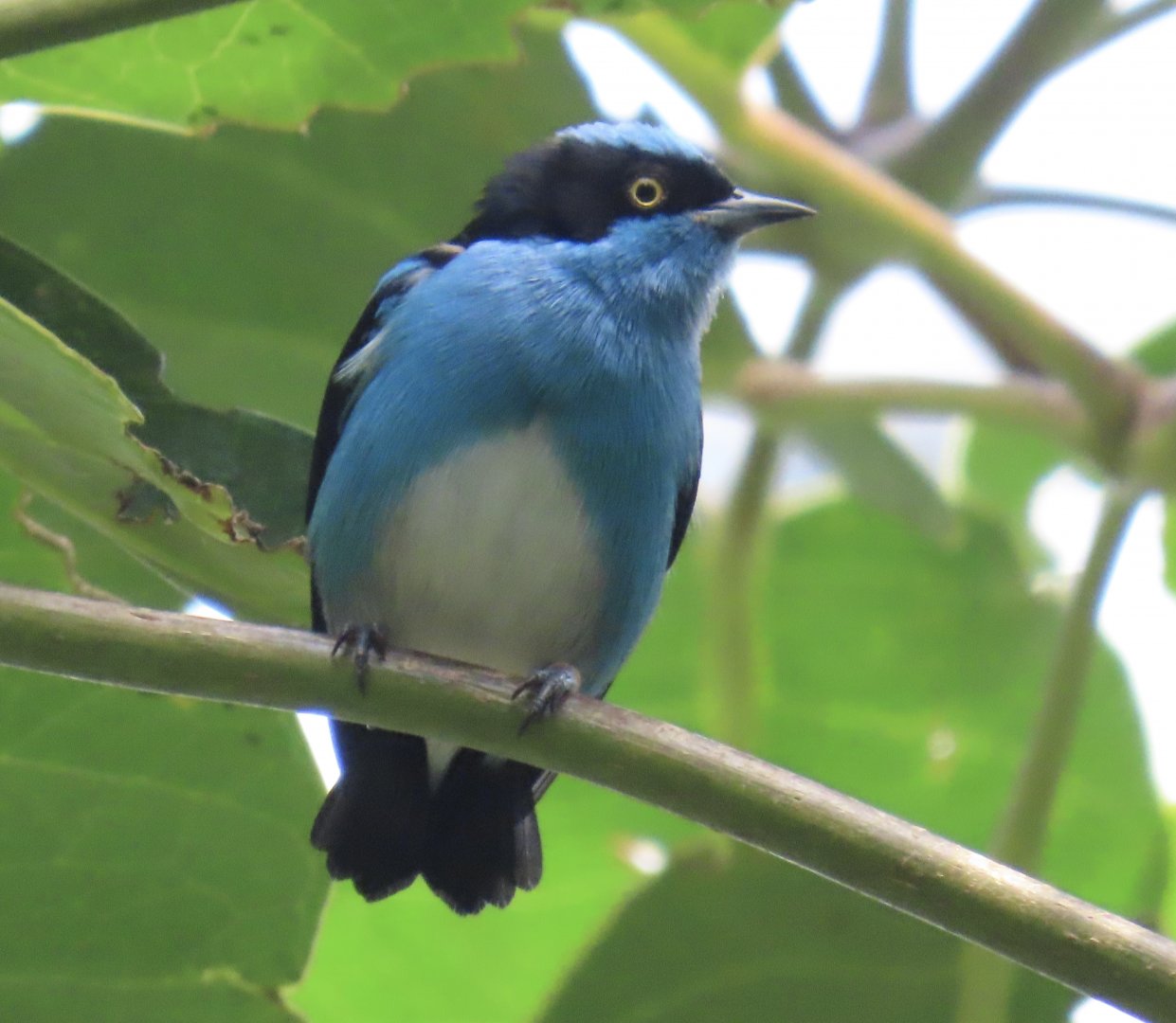 Black-faced Dacnis (Dacnis lineata)