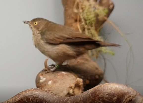Black-faced dacnis - female