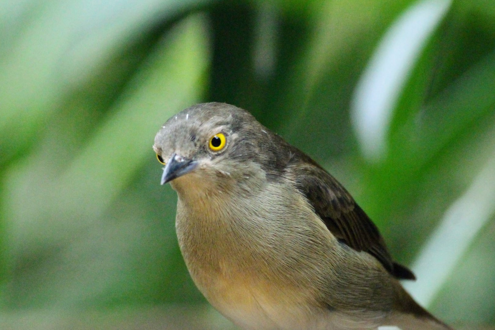 Black-faced Dacnis (female)