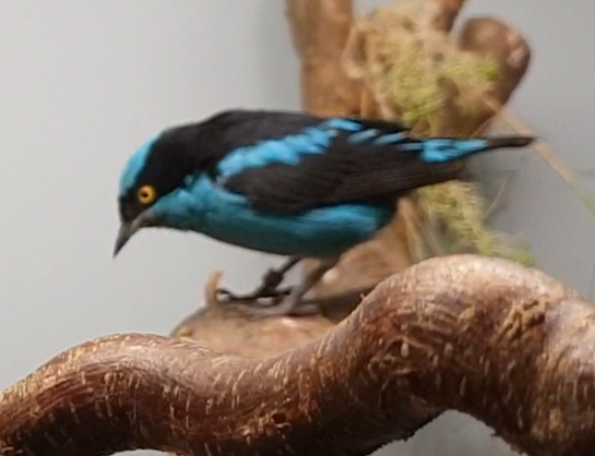 Black-faced dacnis - male