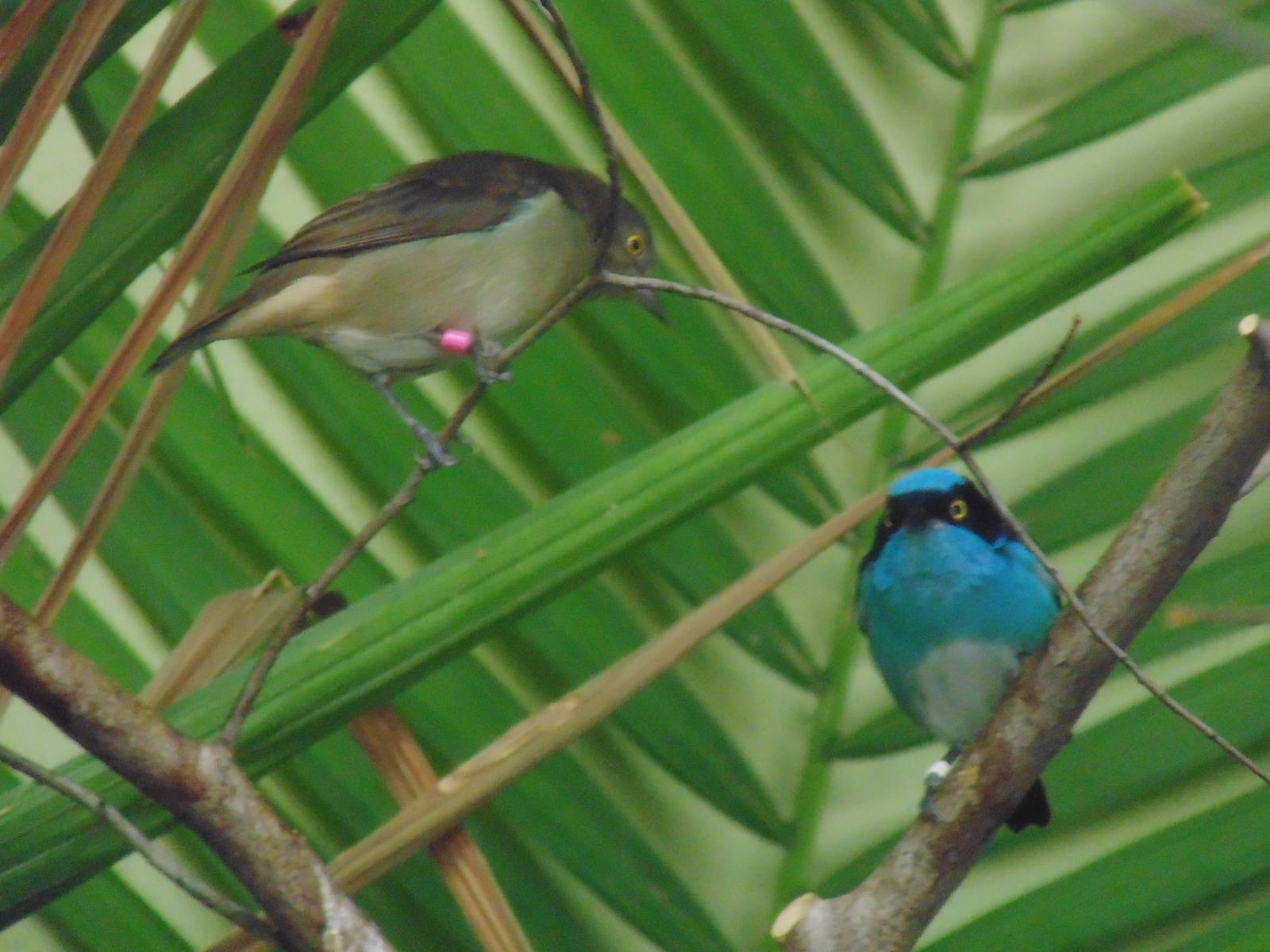 Black Faced Dacnis Pair