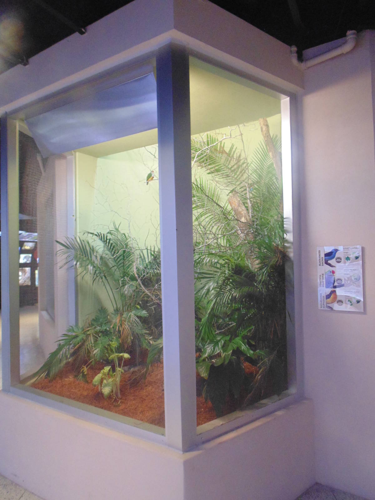 Black Faced Dacnis, Violaceous Euphonia &amp; Fruit Dove Exhibit in Can