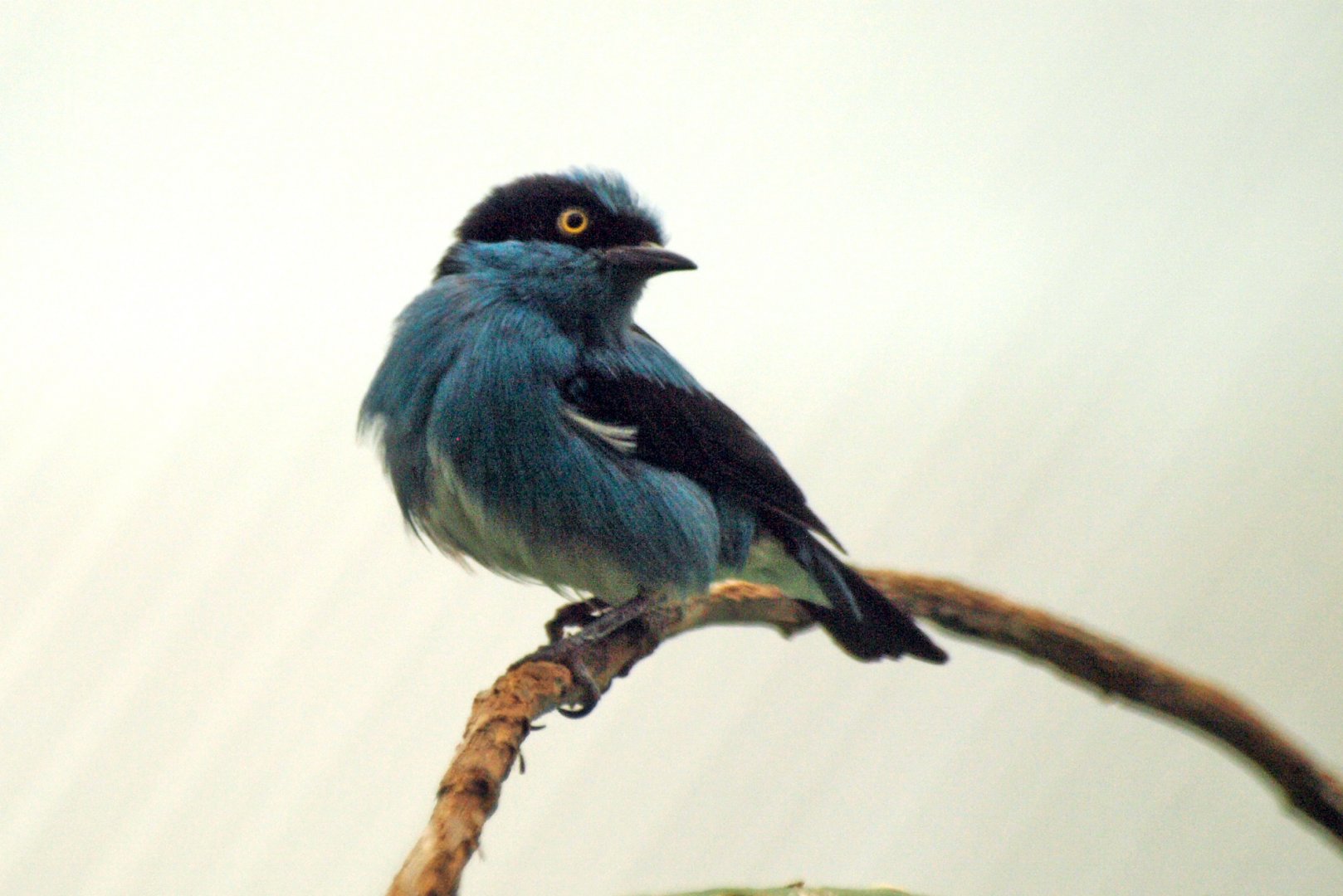 Black-faced Dacnis