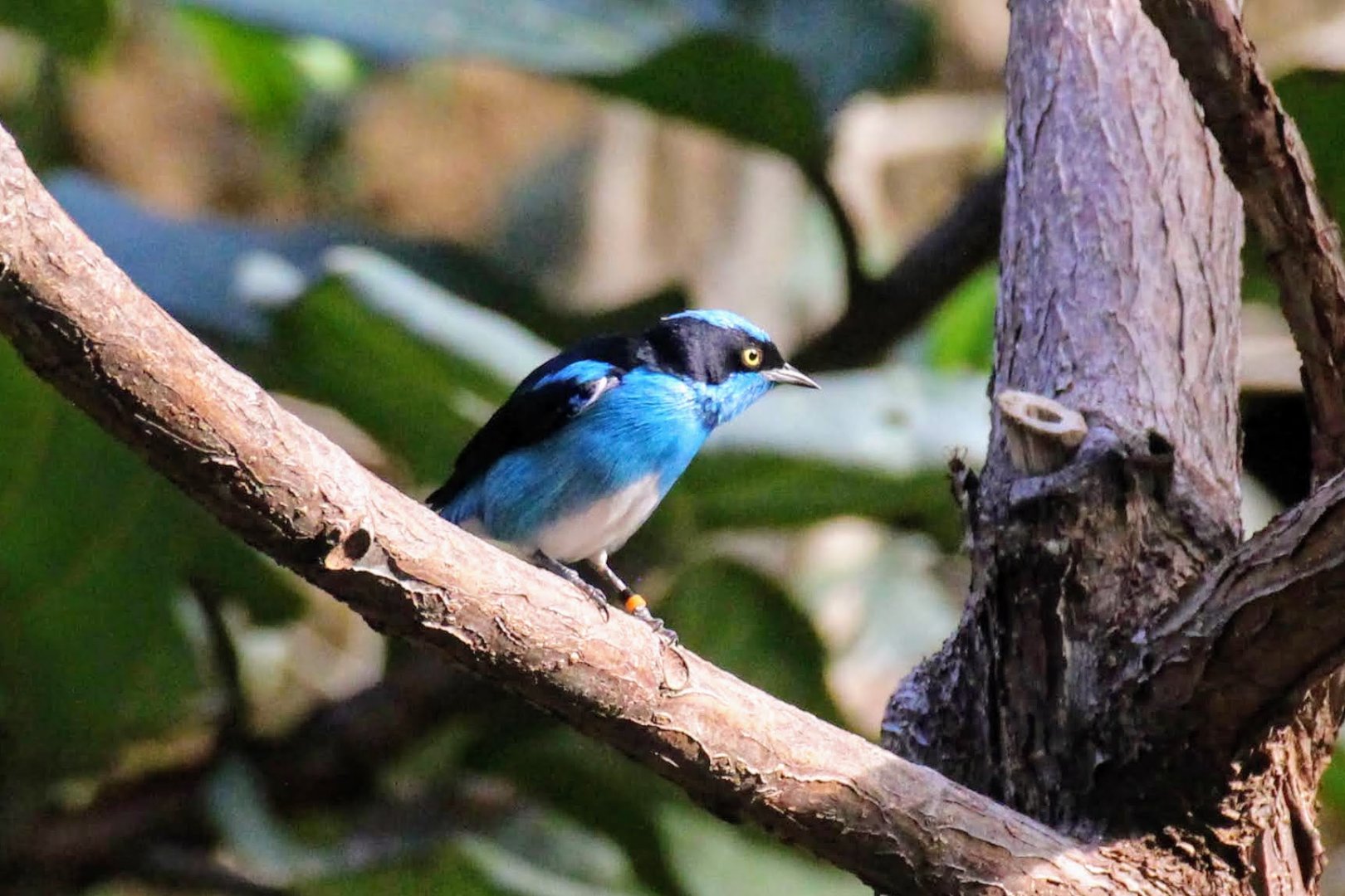 Black-faced Dacnis