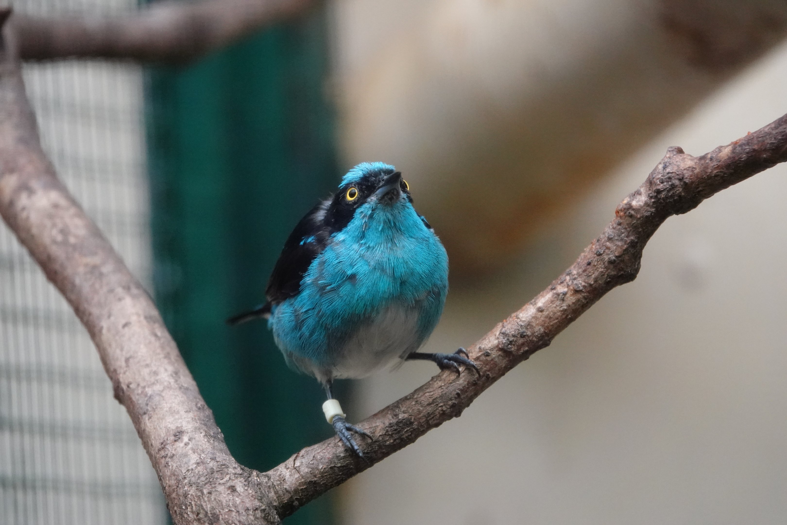 Black-faced dacnis