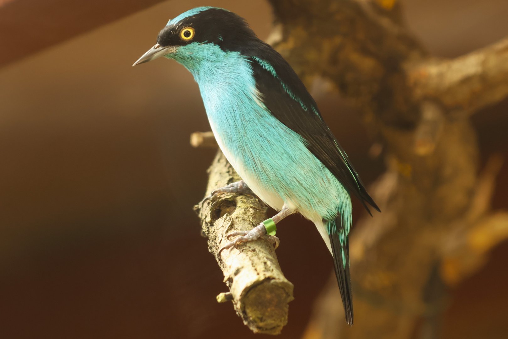Black-faced dacnis