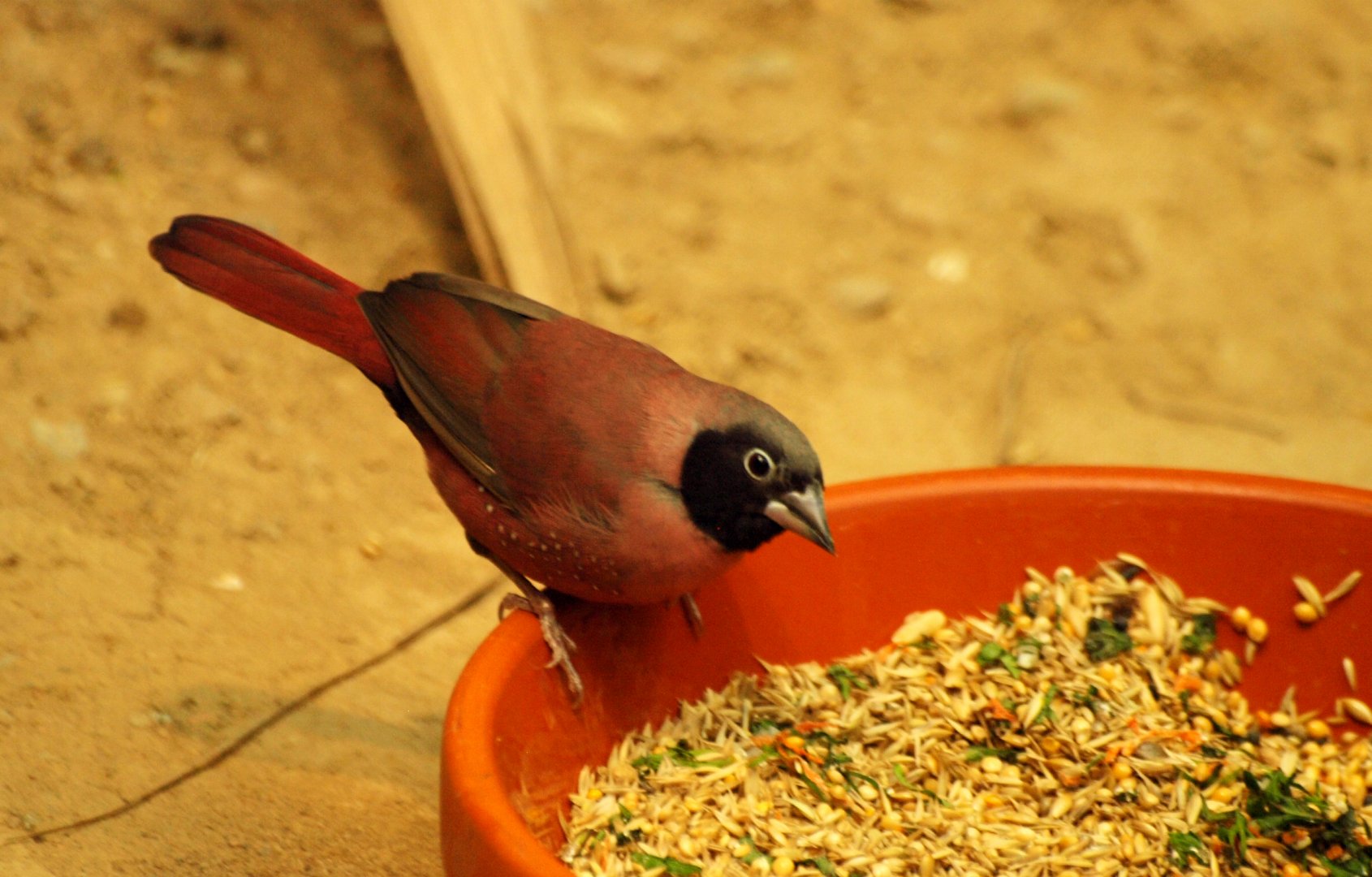 Black-faced firefinch
