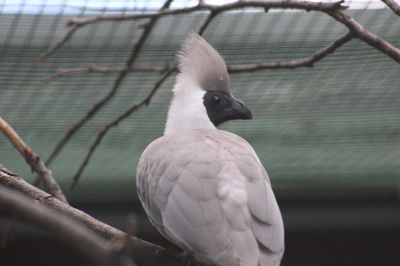 Black-Faced Go-Away-Bird