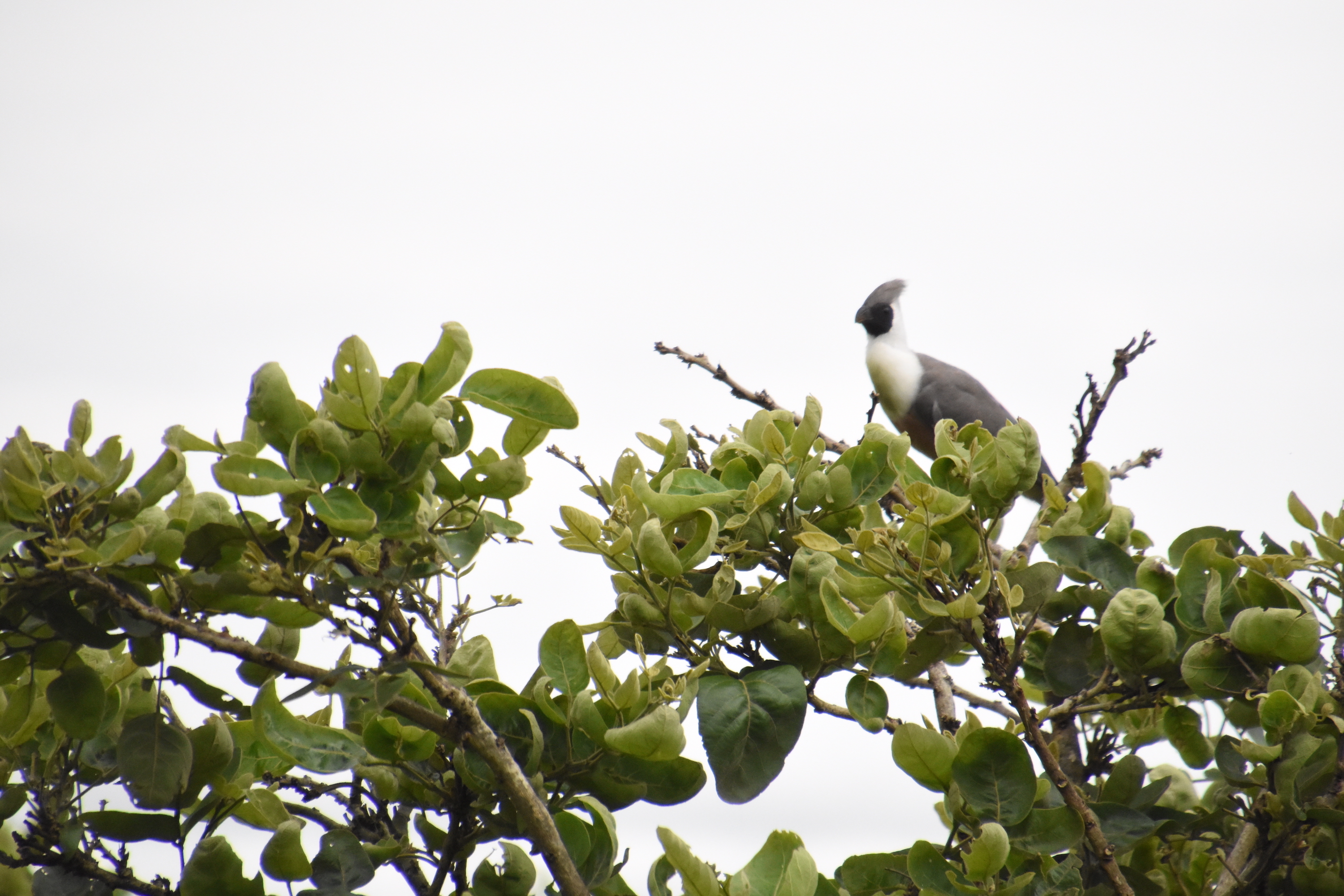 Black-faced go-away-bird
