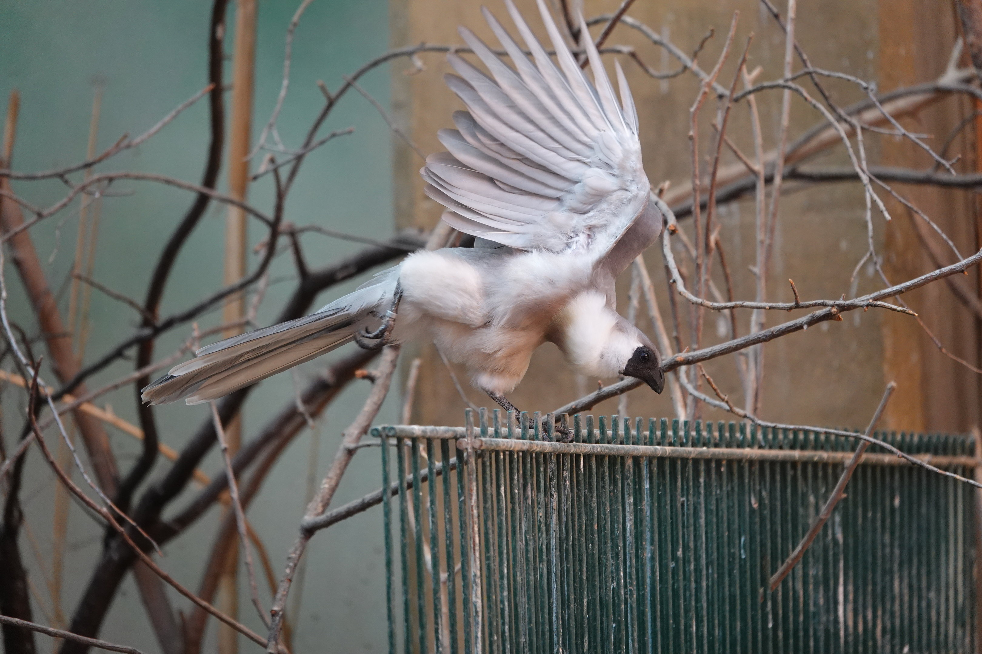 Black-faced go-away bird