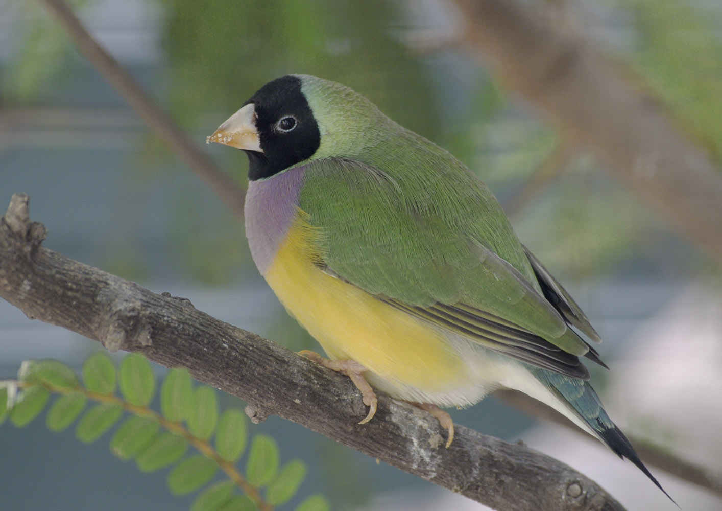 Black-faced Gouldian finch