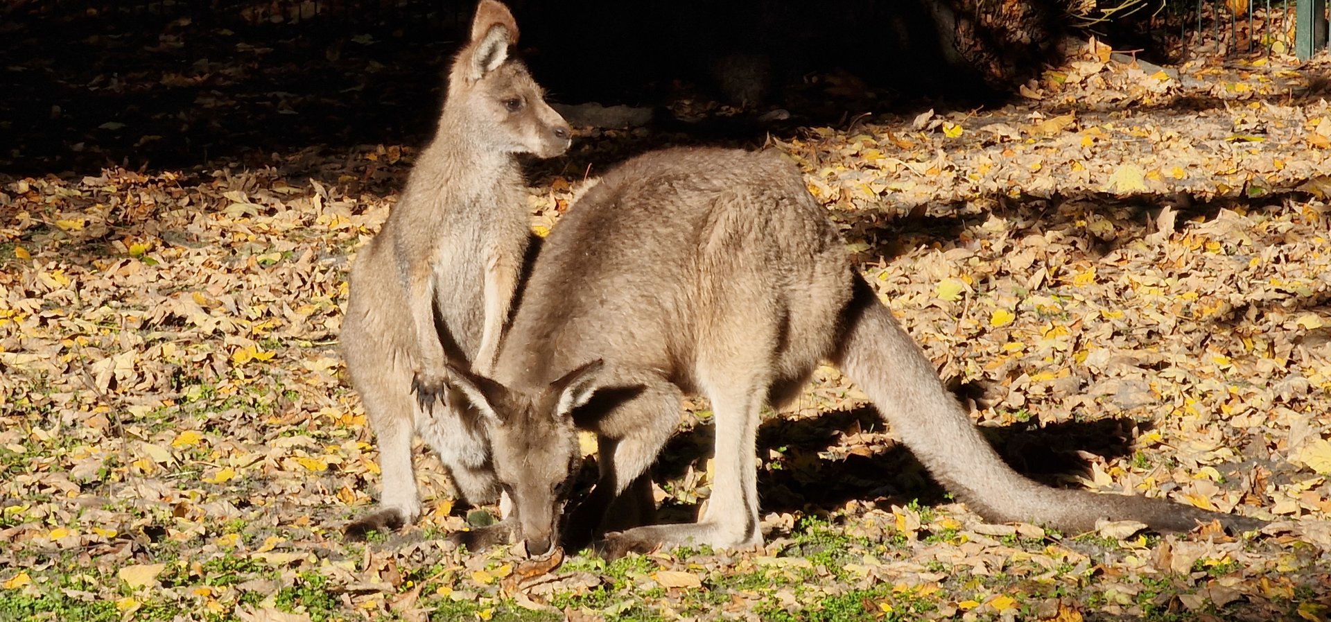 Black faced  grey kangaroos