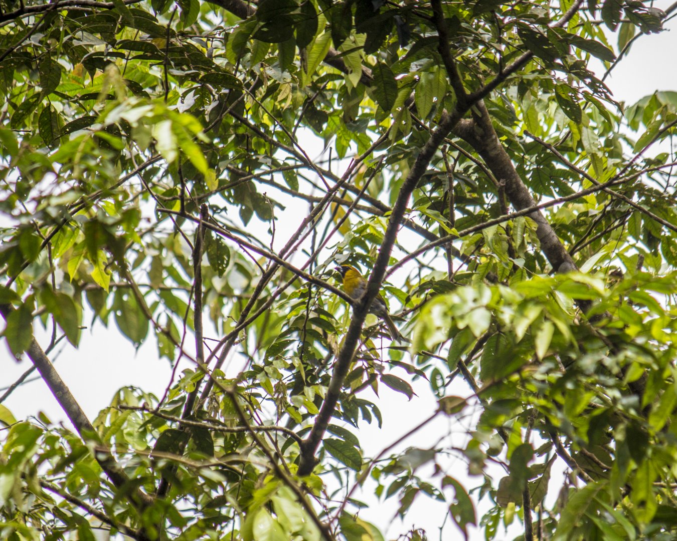 Black-faced grosbeak, Caryothraustes poliogaster