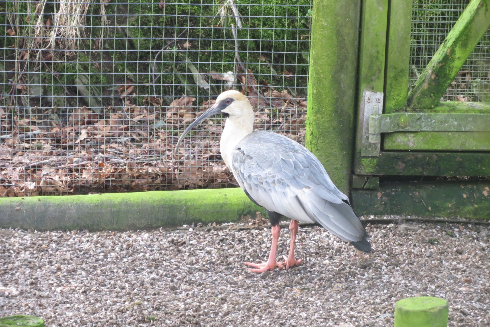 Black-faced ibis 040319
