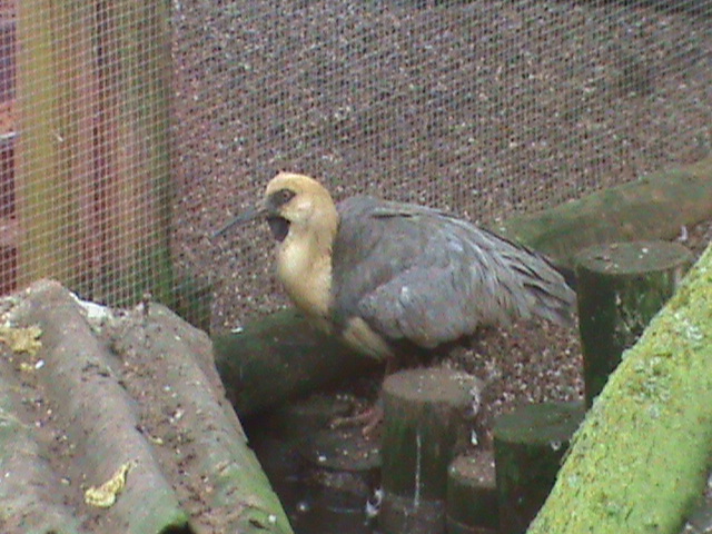 black-faced ibis 200211