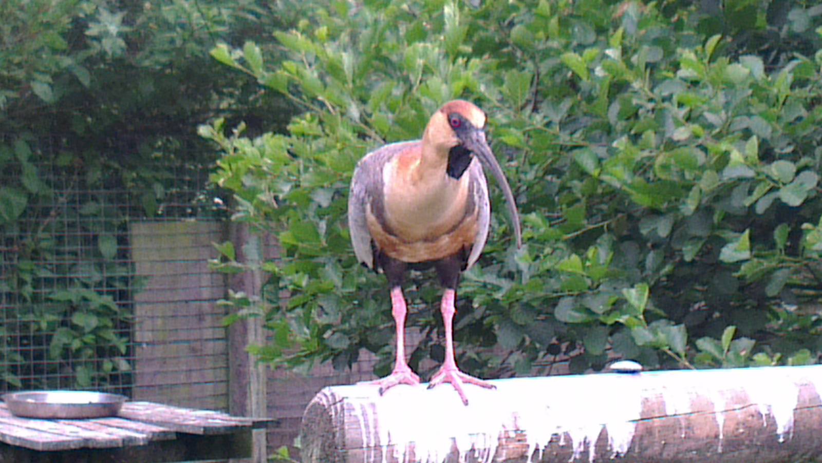 Black-faced Ibis 200713