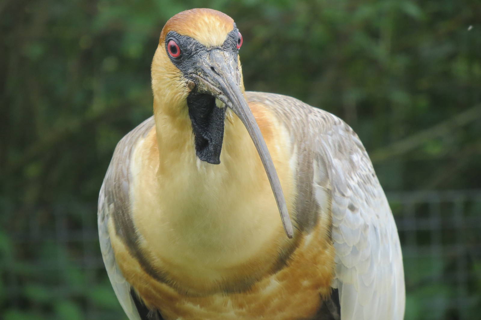 Black-faced Ibis 200713