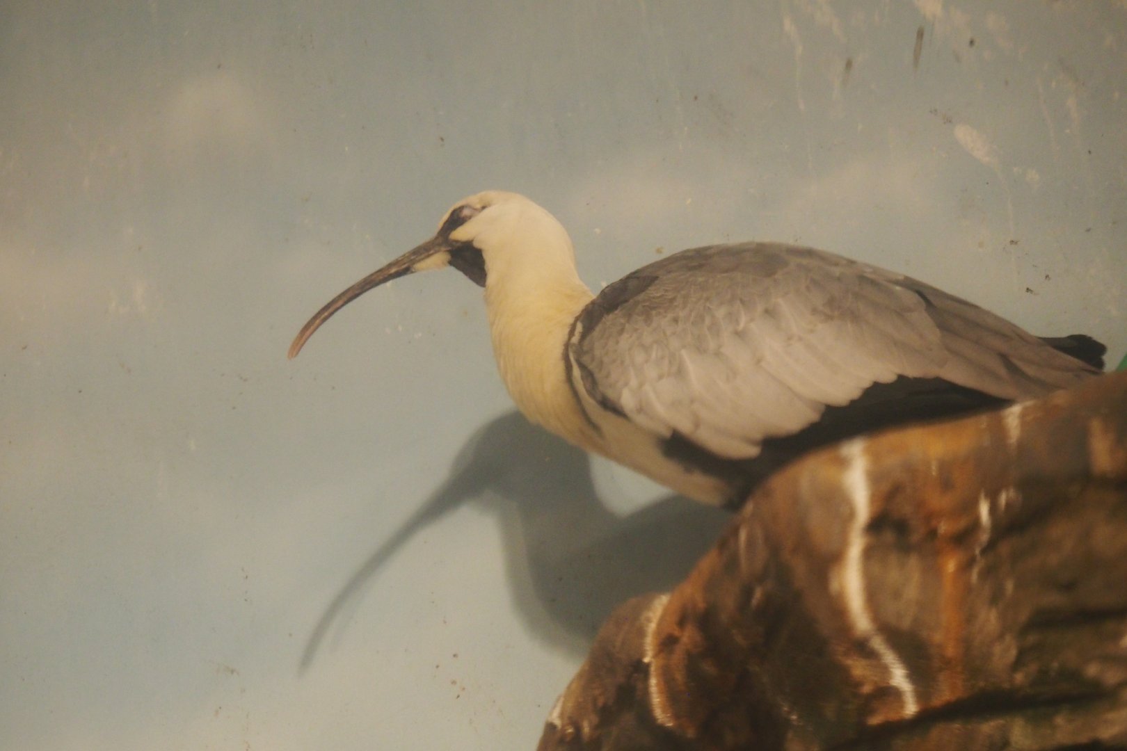 Black-Faced Ibis, 2017