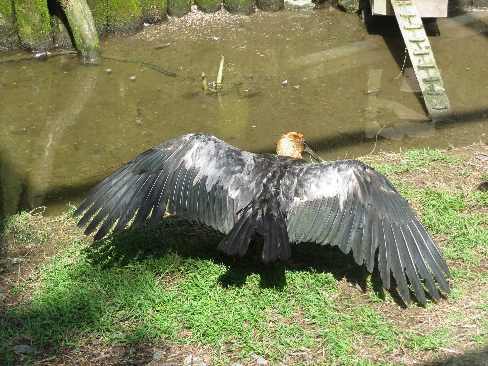 Black-faced Ibis 300513